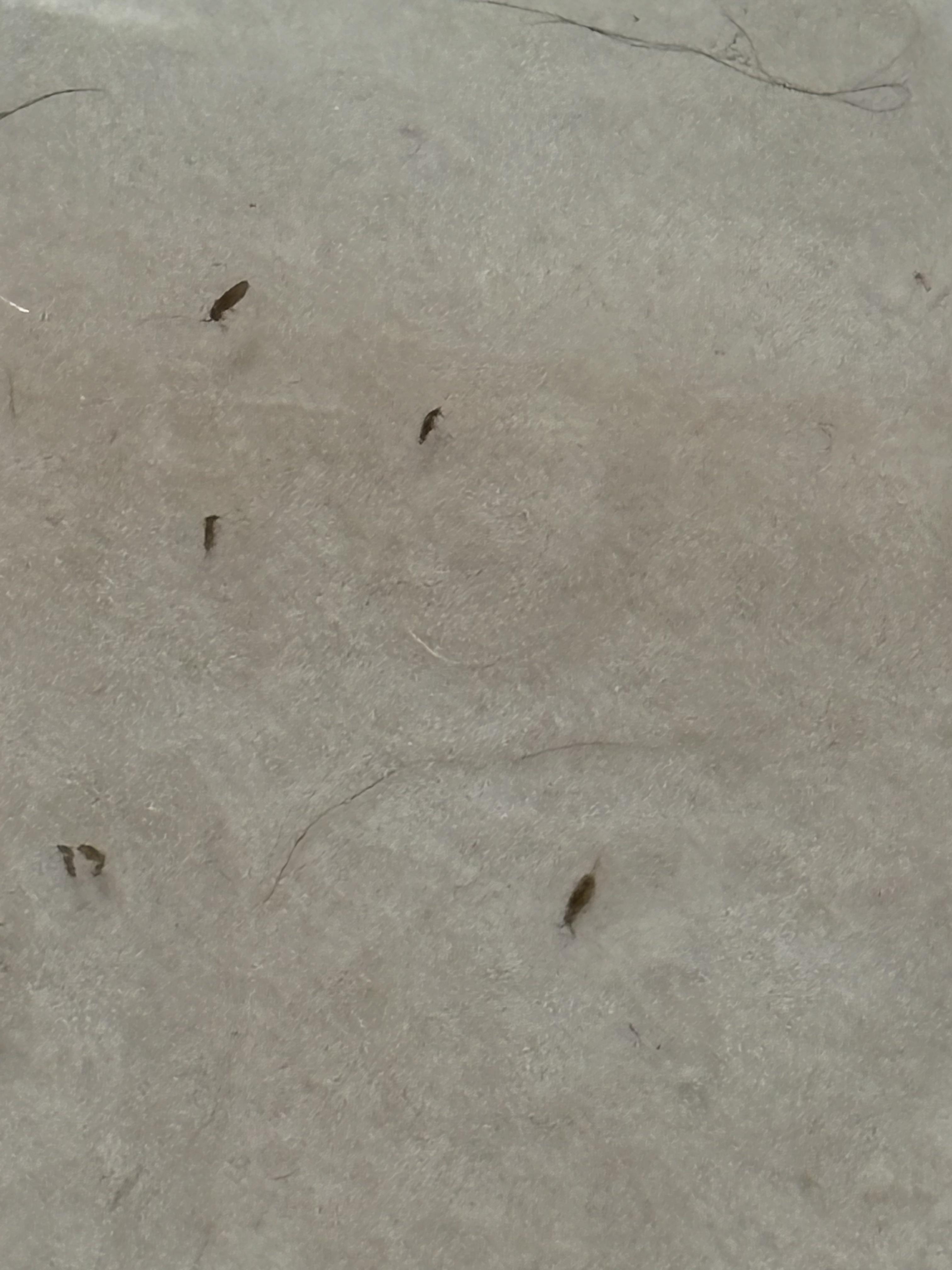 What is this? House infested | Scrolller