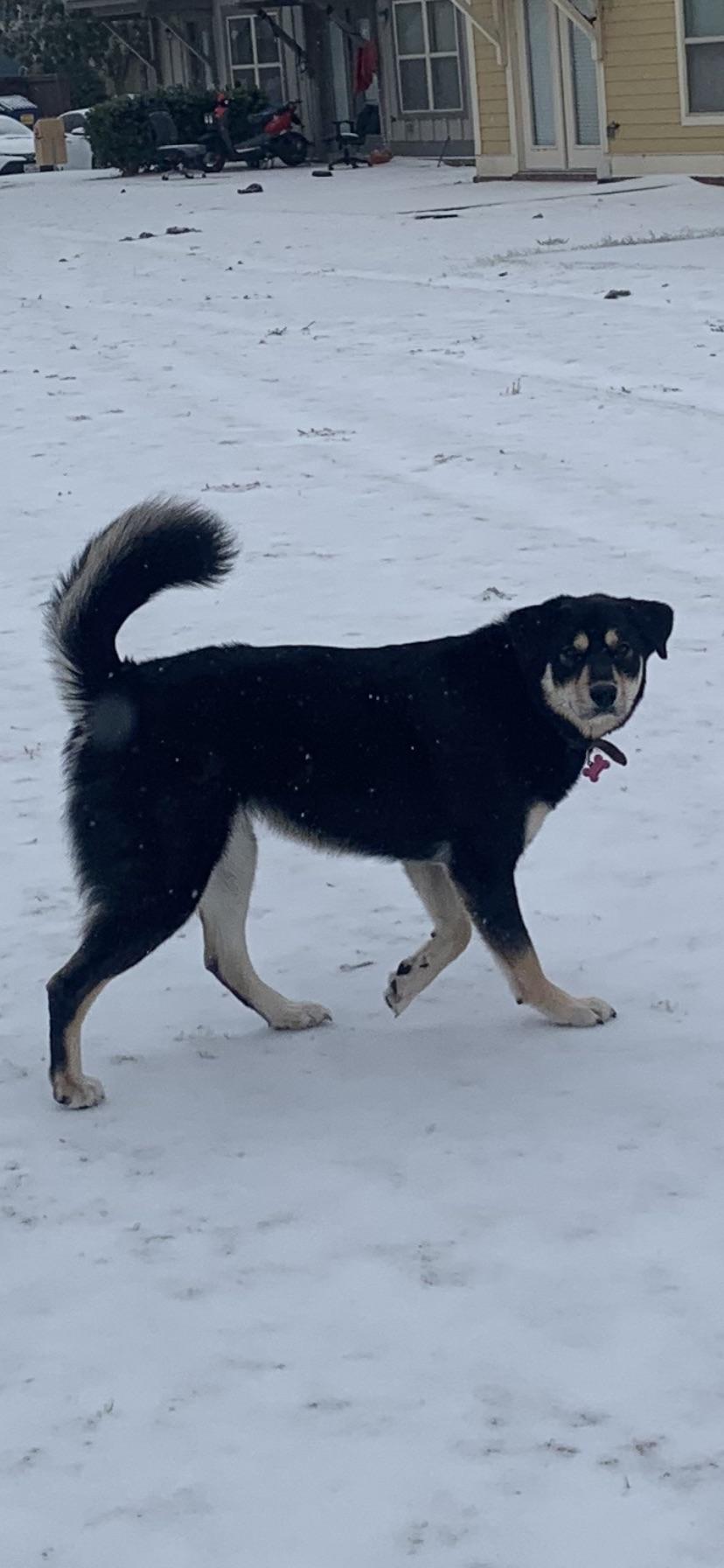 Possible Rottsky? | Scrolller