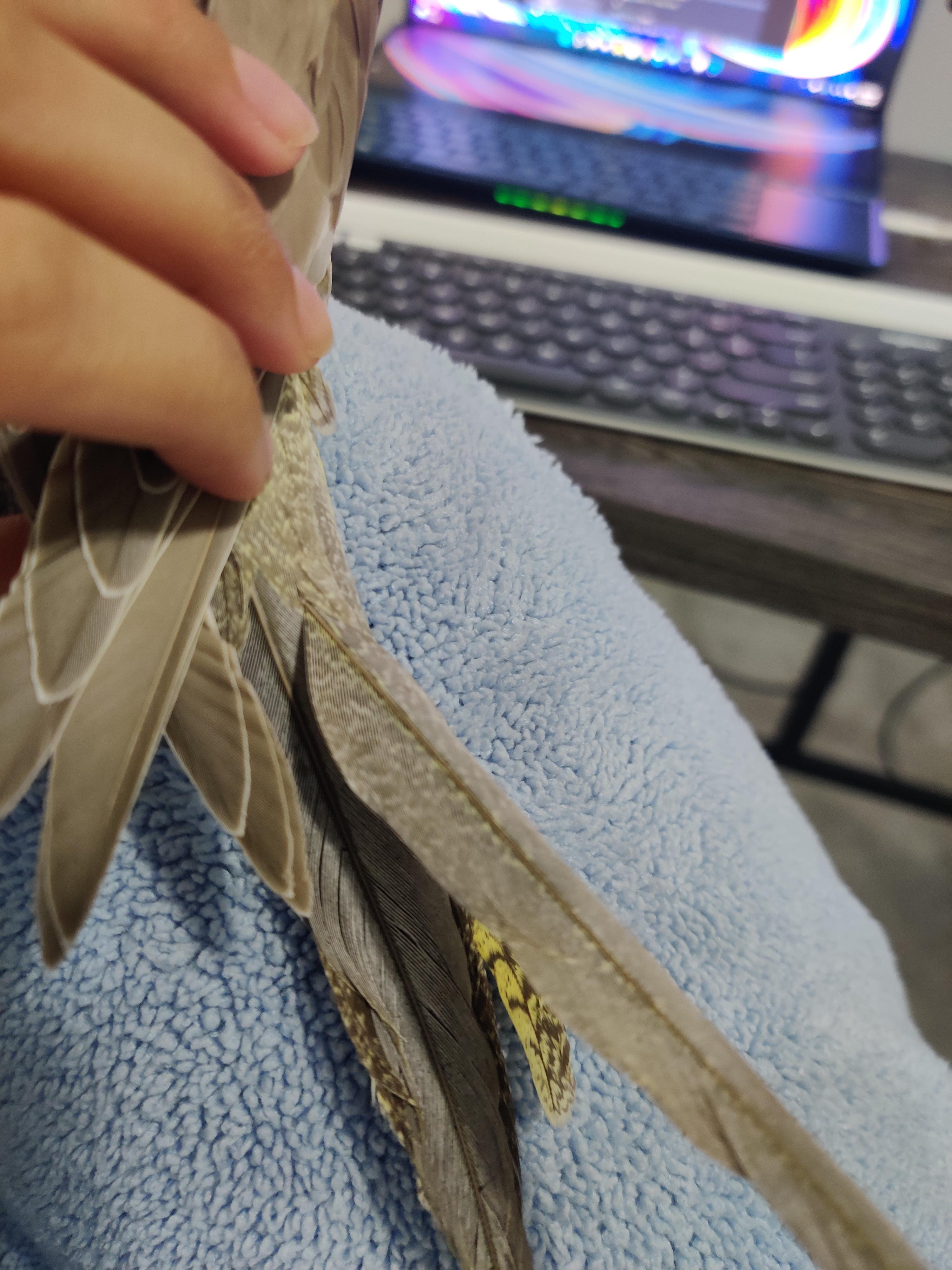 my cockatiels feather is bent really badly, what do I do?
