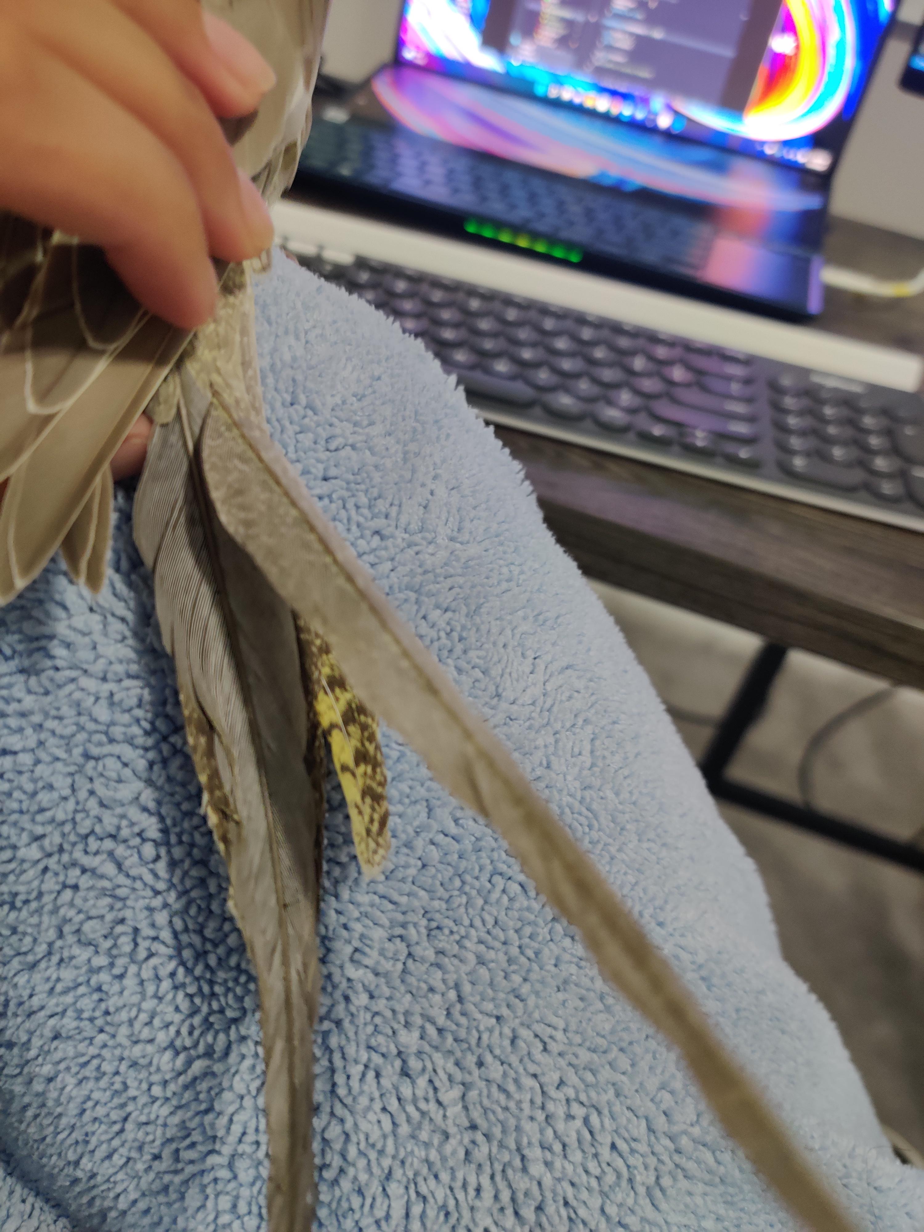 A person's hand holding a cockatiel bird wing over a blue towel at a pc gaming desk setup
