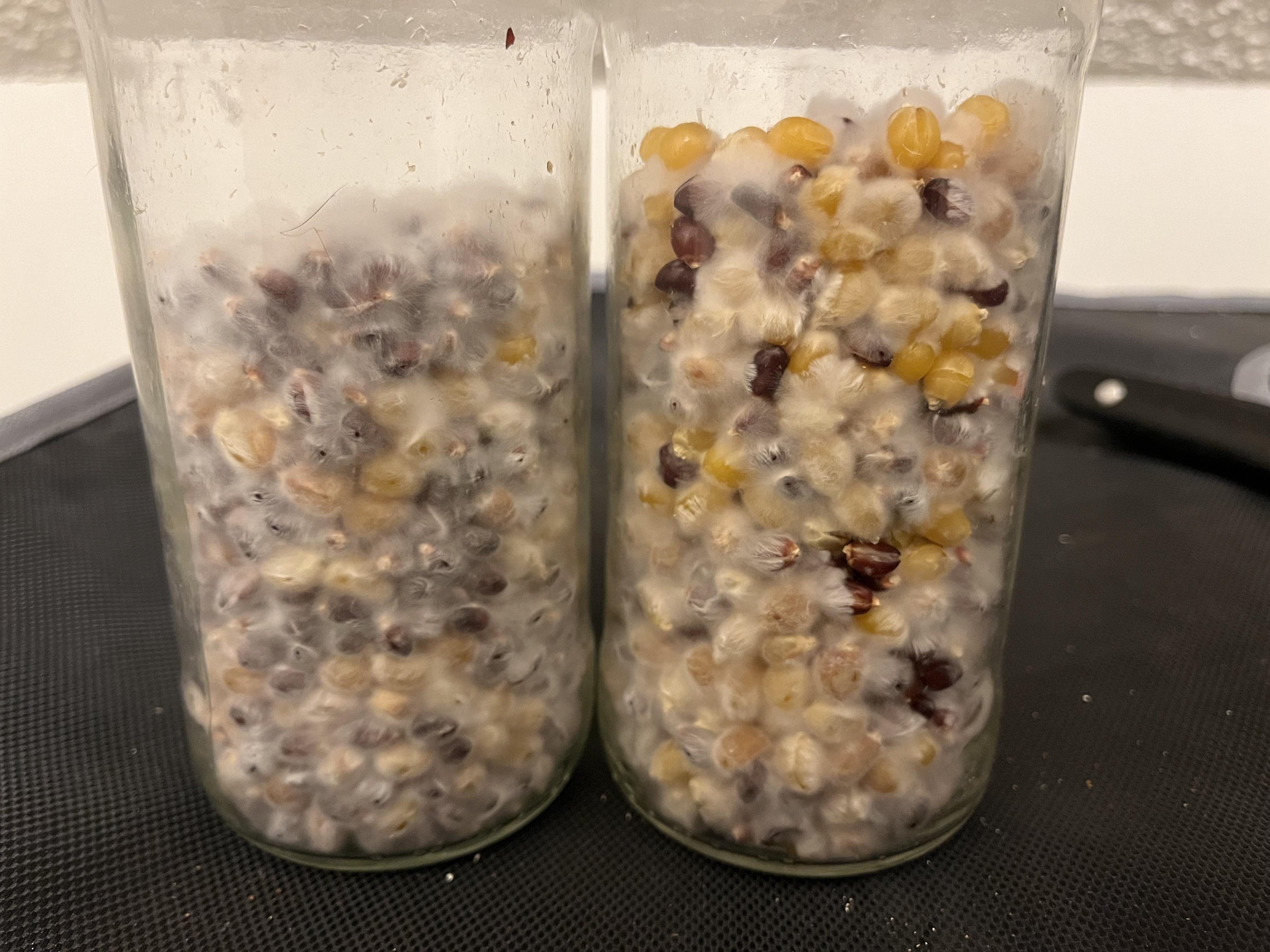 Colonization on my popcorn spawn jars- if you need a sign to make your ...