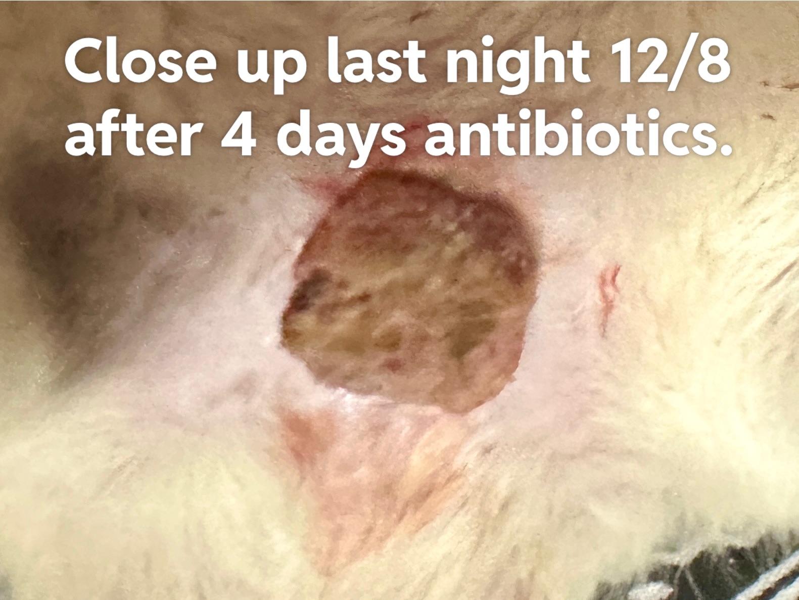 Abcessed Tumor, anyone BTDT? Been to VET.