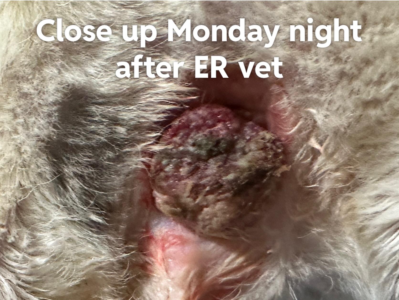 Abcessed tumor on a white dog's groin area showing red skin and scars during medical treatment