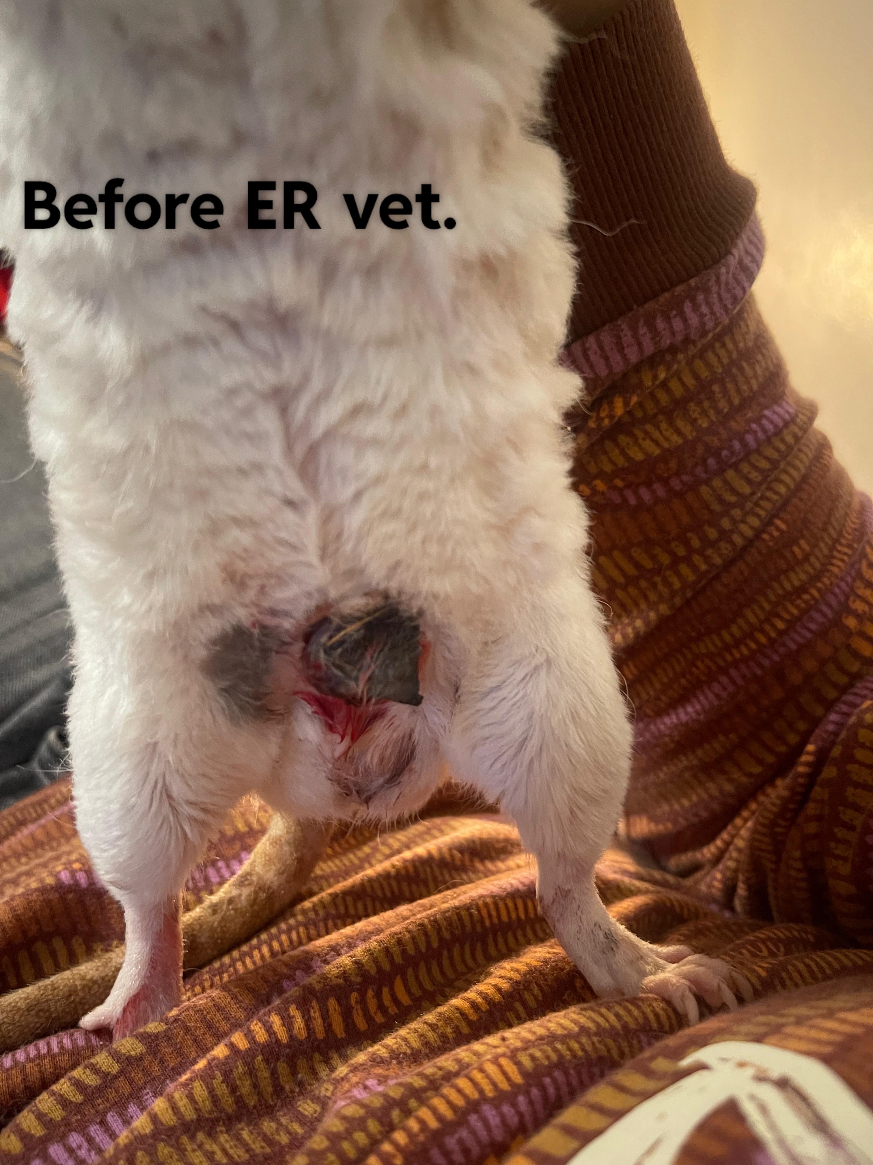 Abcessed tumor on a white dog's groin area showing red skin and scars during medical treatment