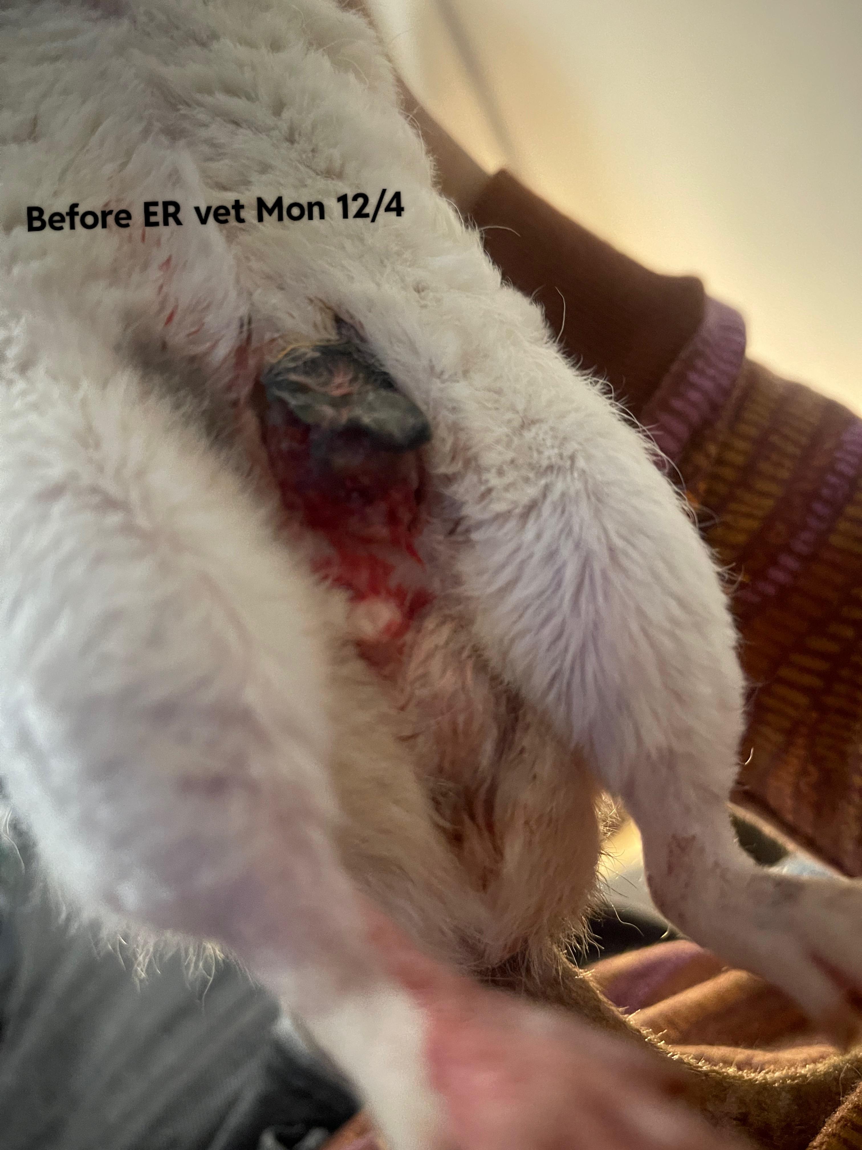 Abcessed tumor on a white dog's groin area showing red skin and scars during medical treatment