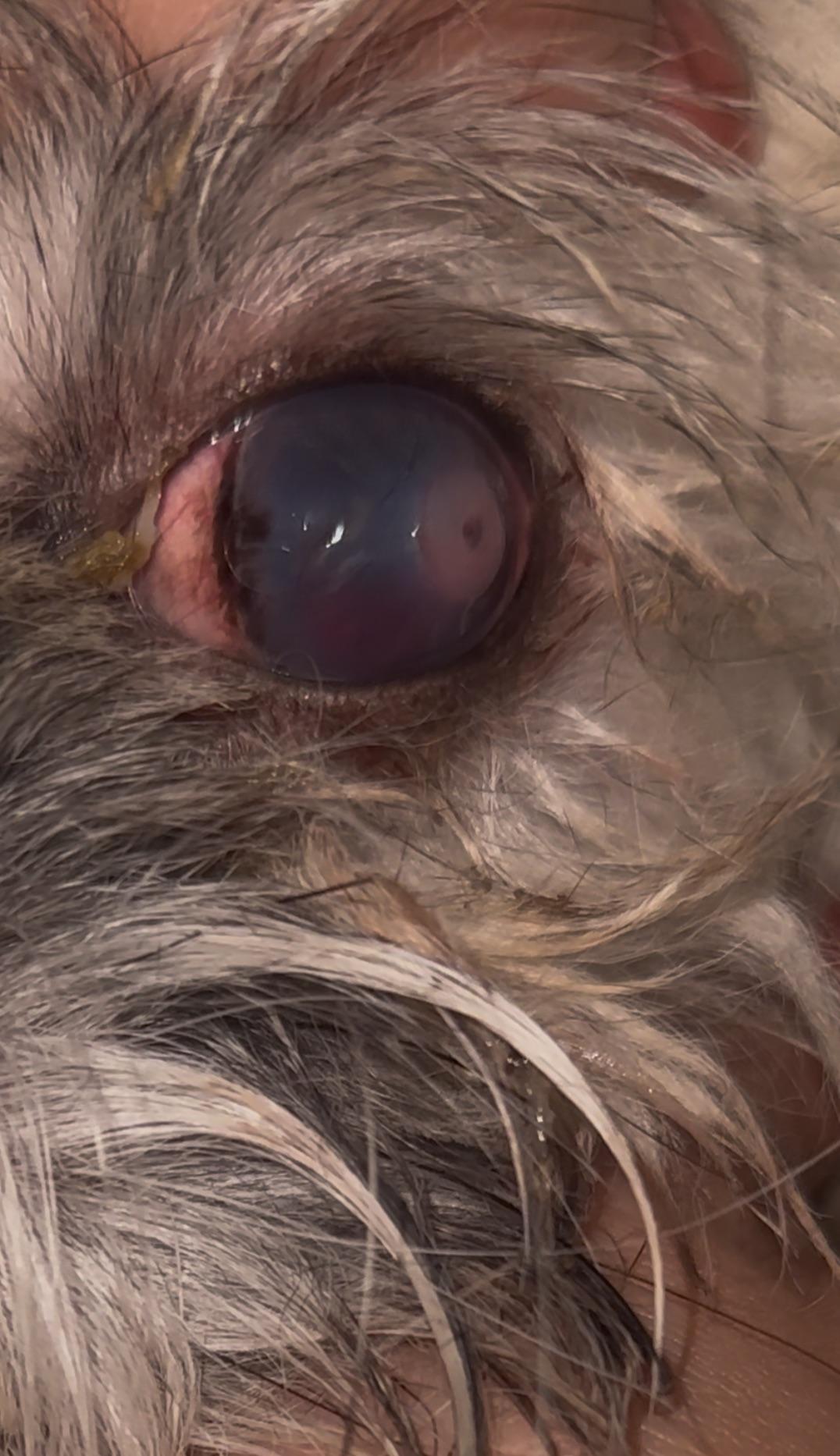 Close-up of a dog's eye with redness and cloudiness for a vet ulcer diagnosis