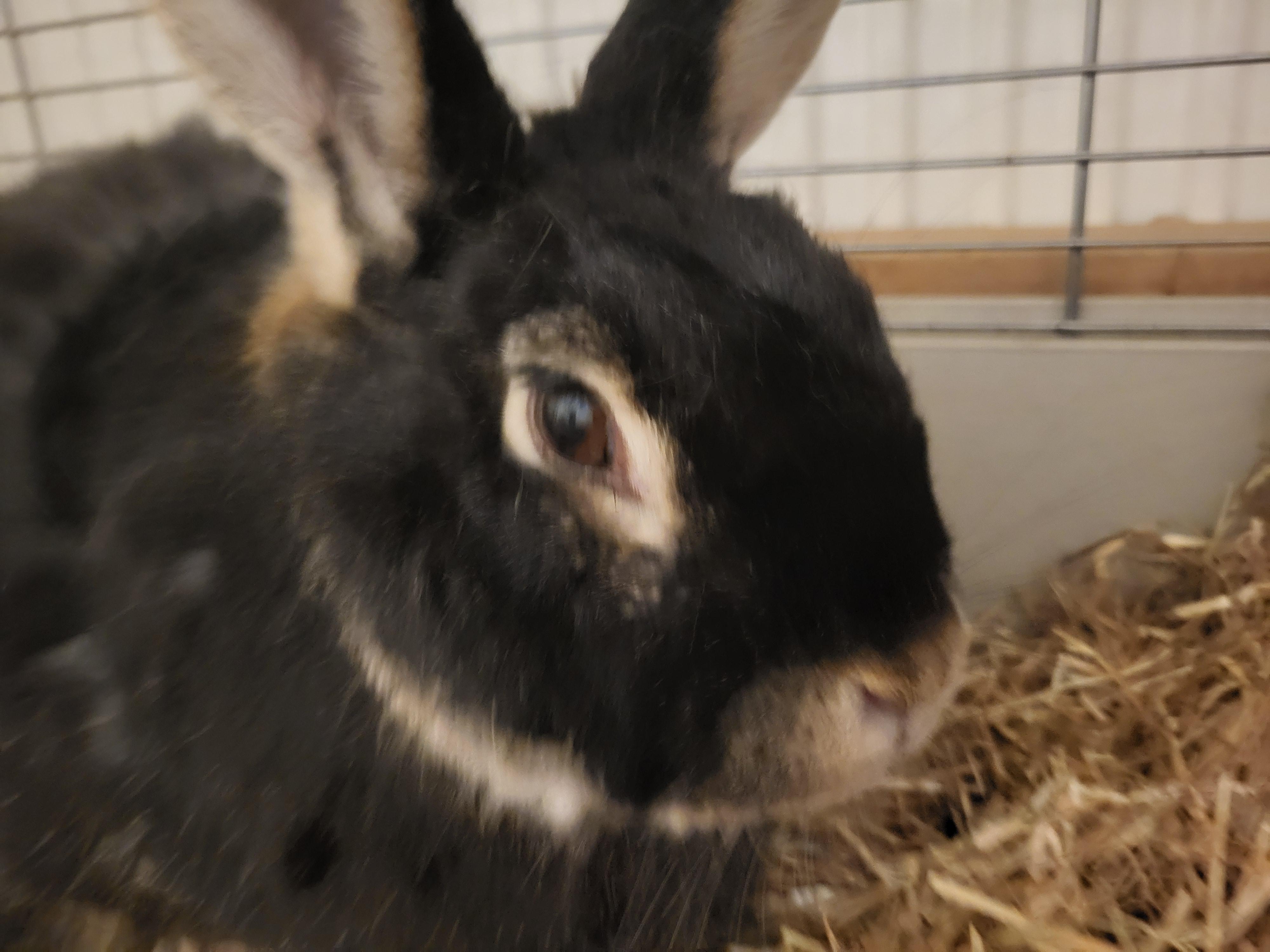 At what point in grooming bunnies do you just call it a day? | Scrolller
