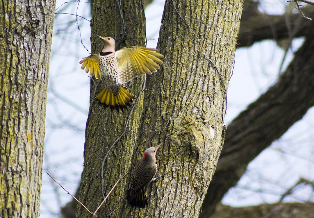birding