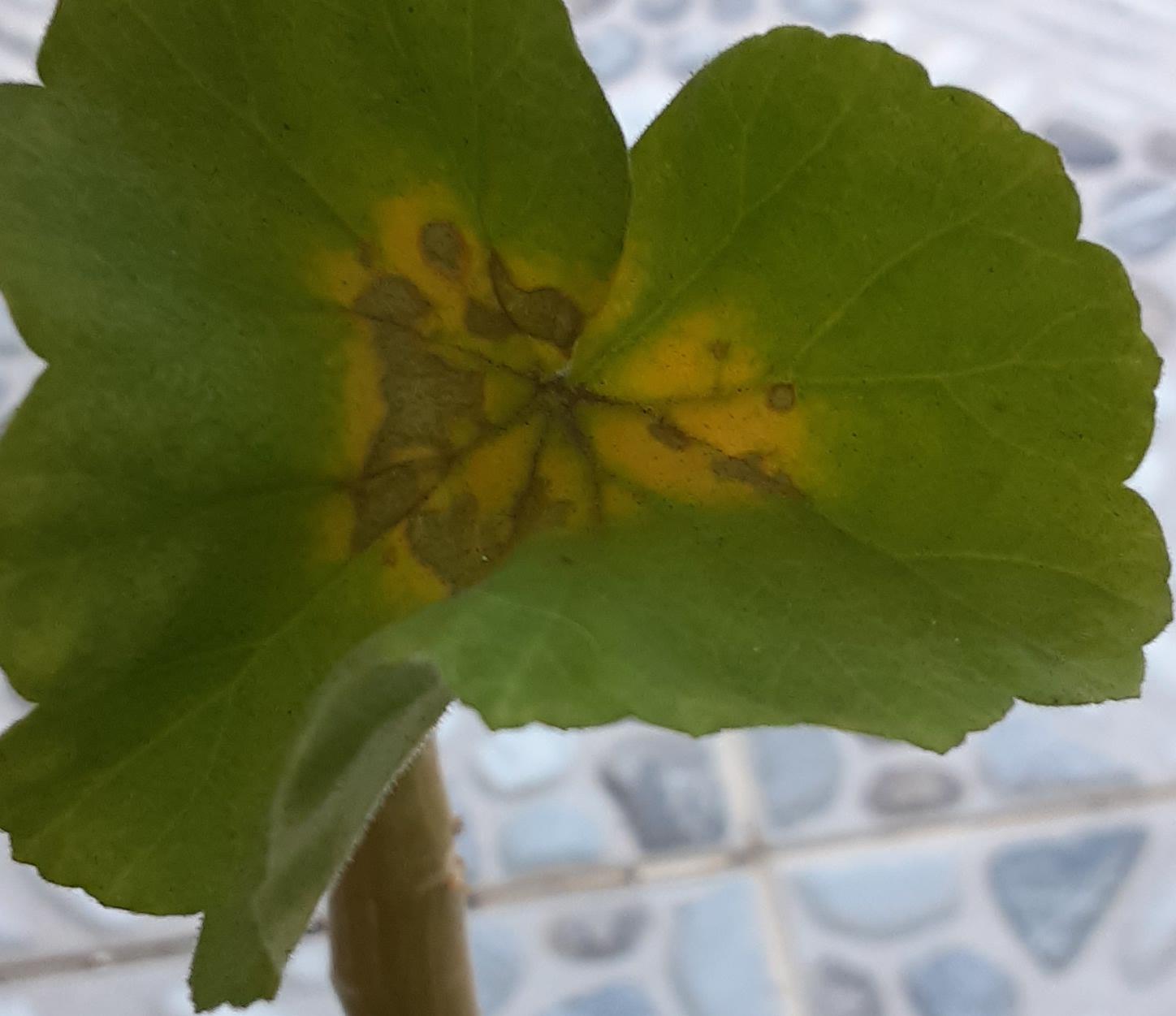 What are these grey spots? :( [Geranium] | Scrolller