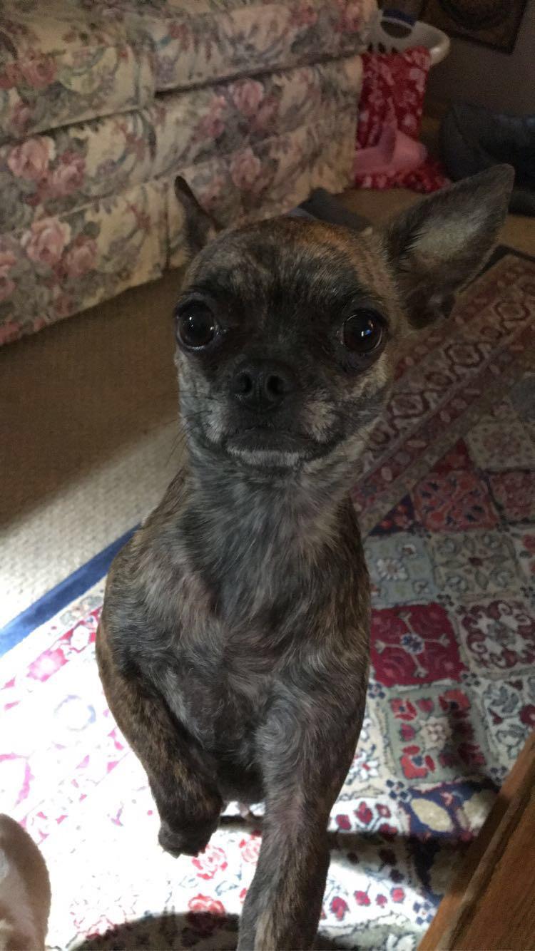Crazy chihuahua lady here! I have made a post for one of my dogs, but thought I’d share all 5!