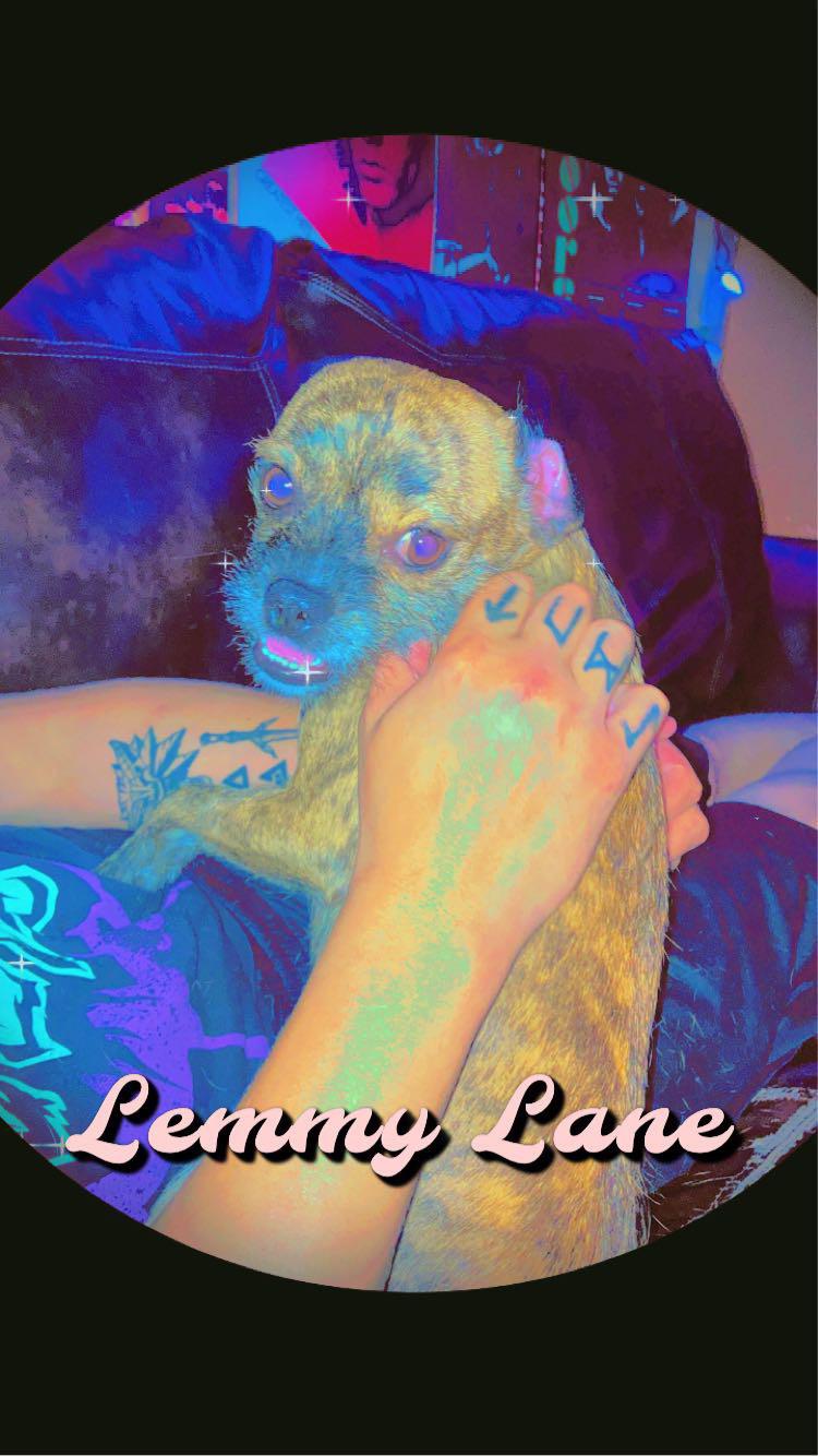 Lemmy Lane, a small light-colored chihuahua, in various poses with a person's tattooed arms