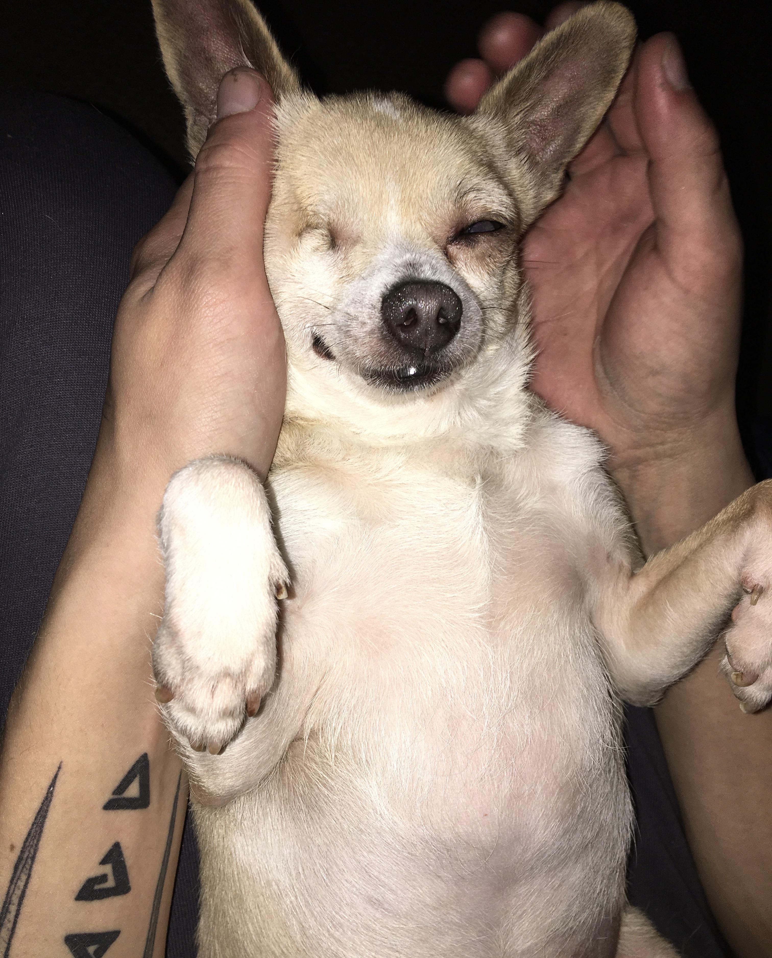 Lemmy Lane, a small light-colored chihuahua, in various poses with a person's tattooed arms