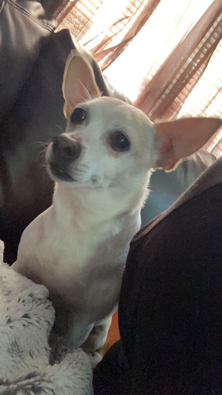 Lemmy Lane, a small light-colored chihuahua, in various poses with a person's tattooed arms