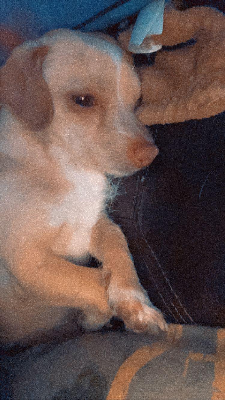 Lemmy Lane, a small light-colored chihuahua, in various poses with a person's tattooed arms