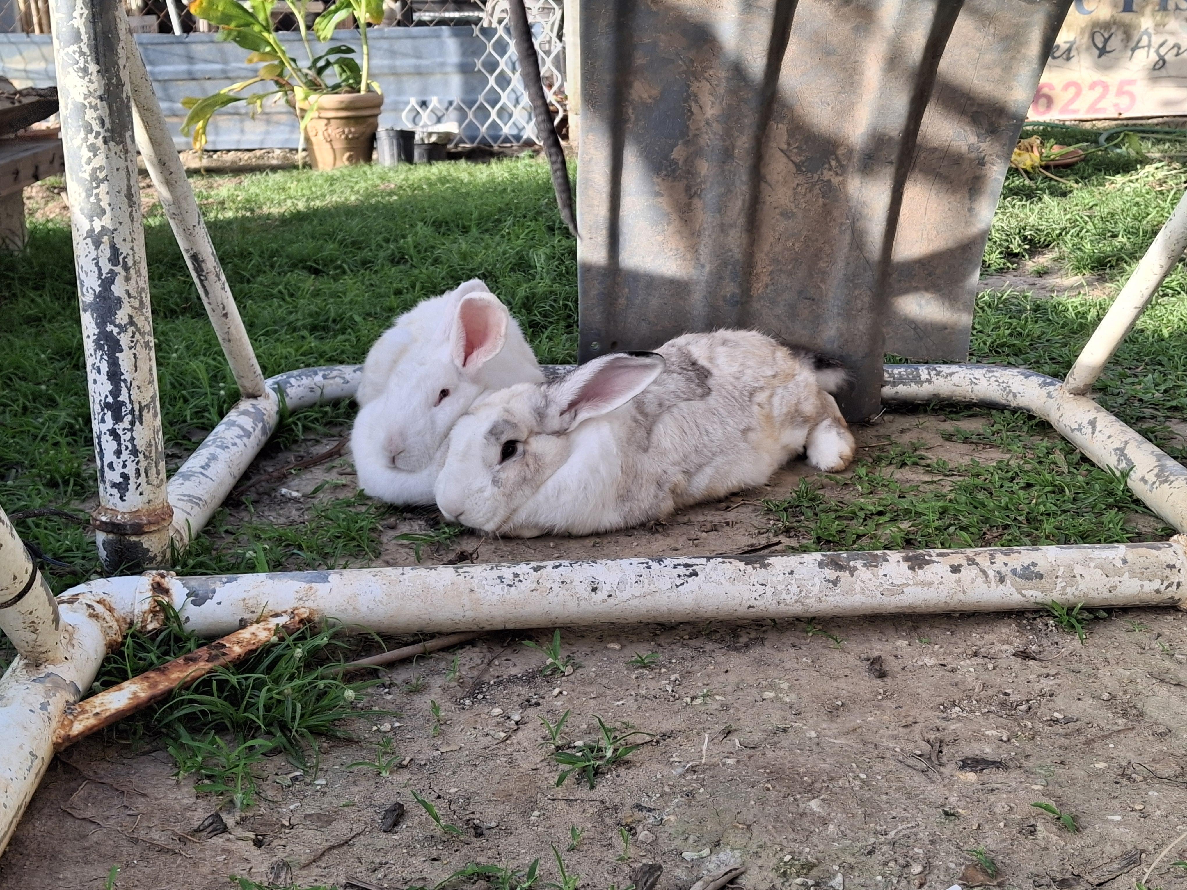 Rabbits