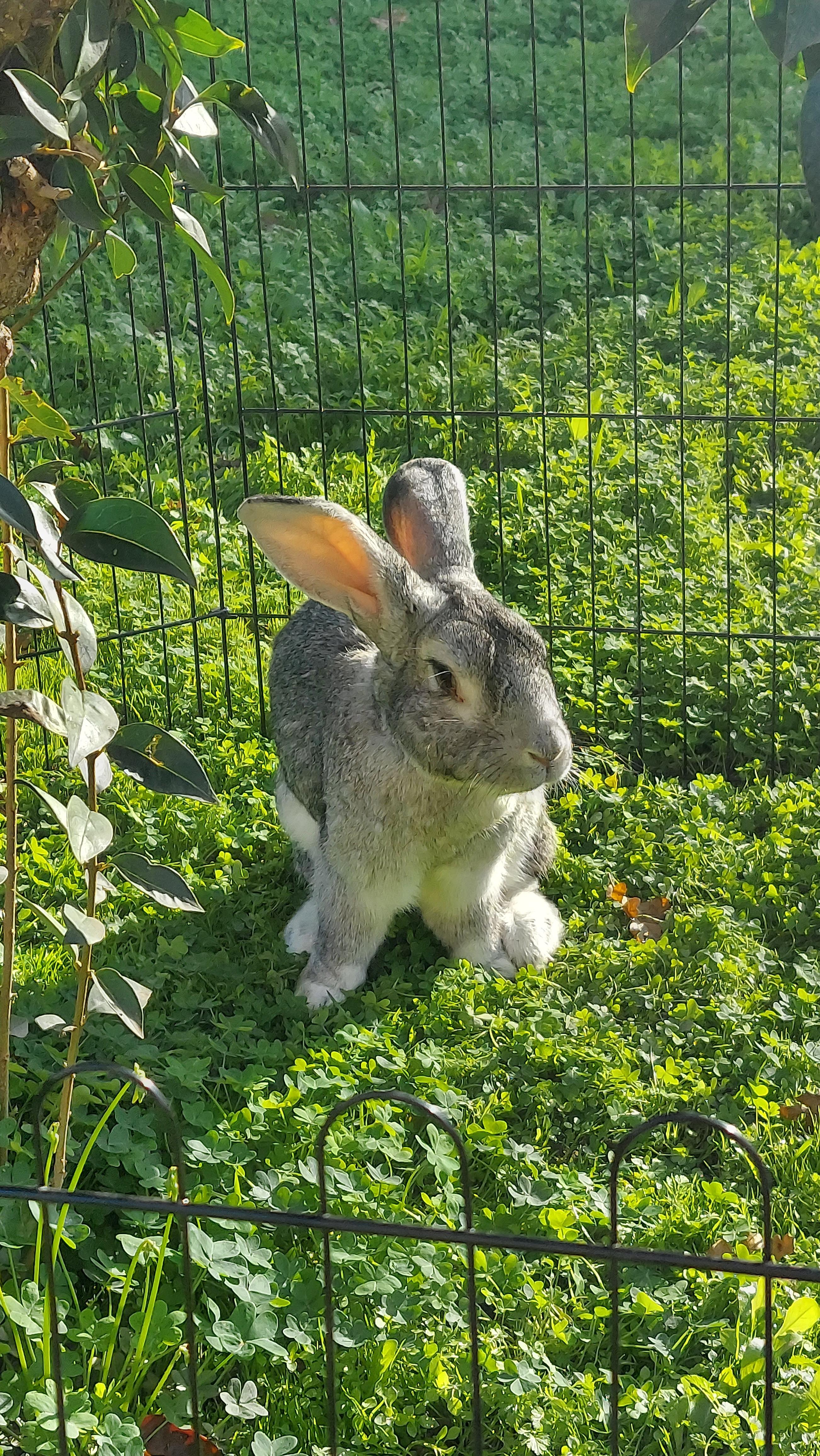 My rabbit now and when I first got him | Scrolller