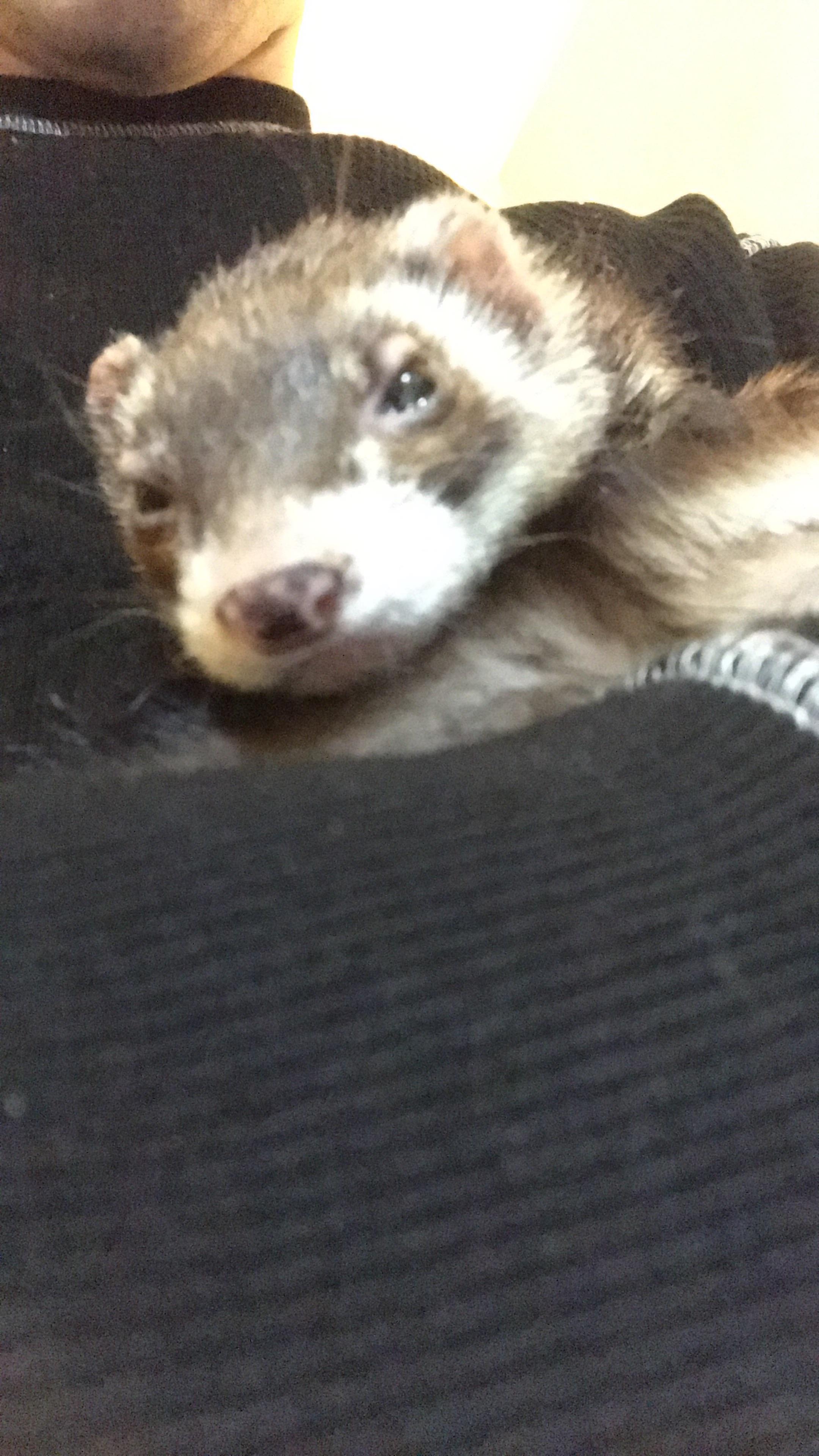 Mel, a cute brown and white ferret, posing indoors with a person's hand.