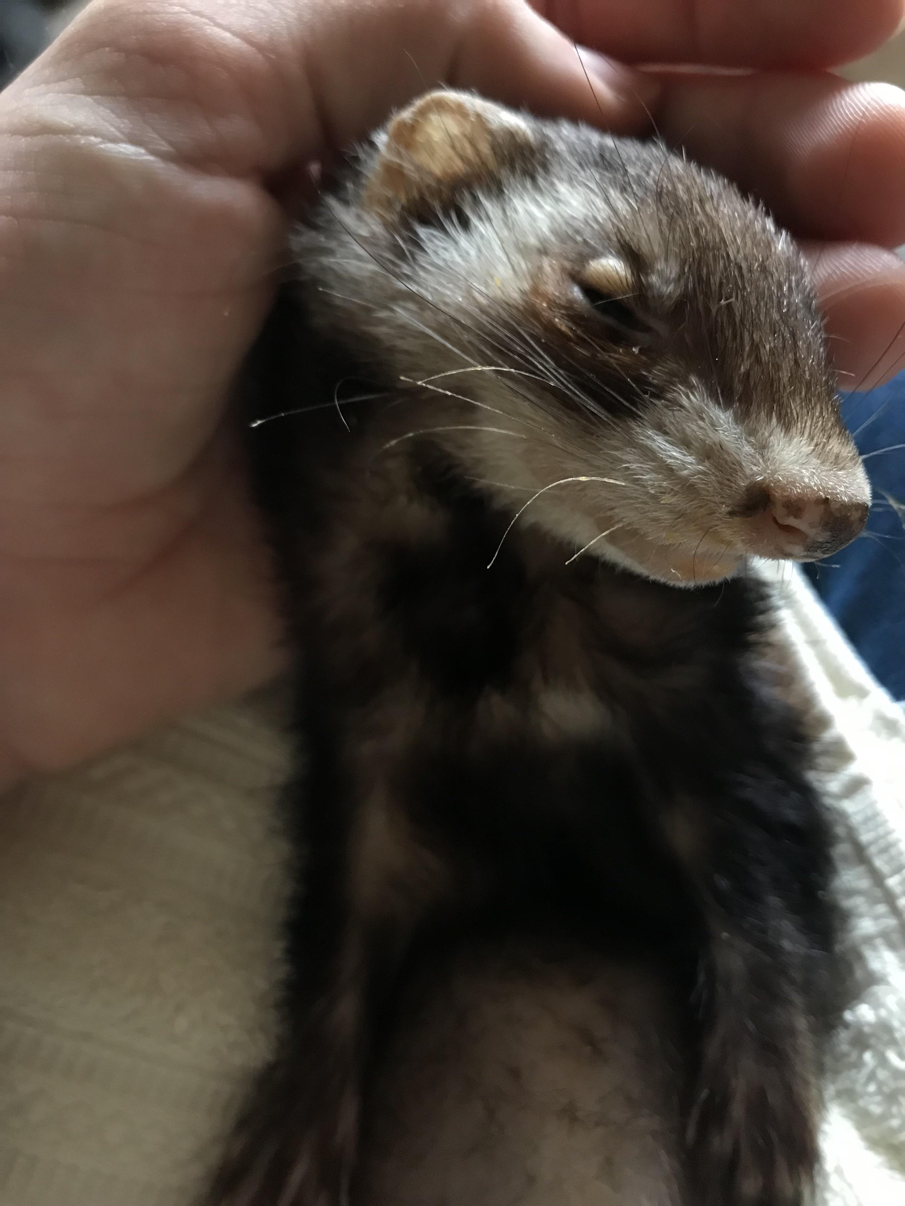 Mel, a cute brown and white ferret, posing indoors with a person's hand.
