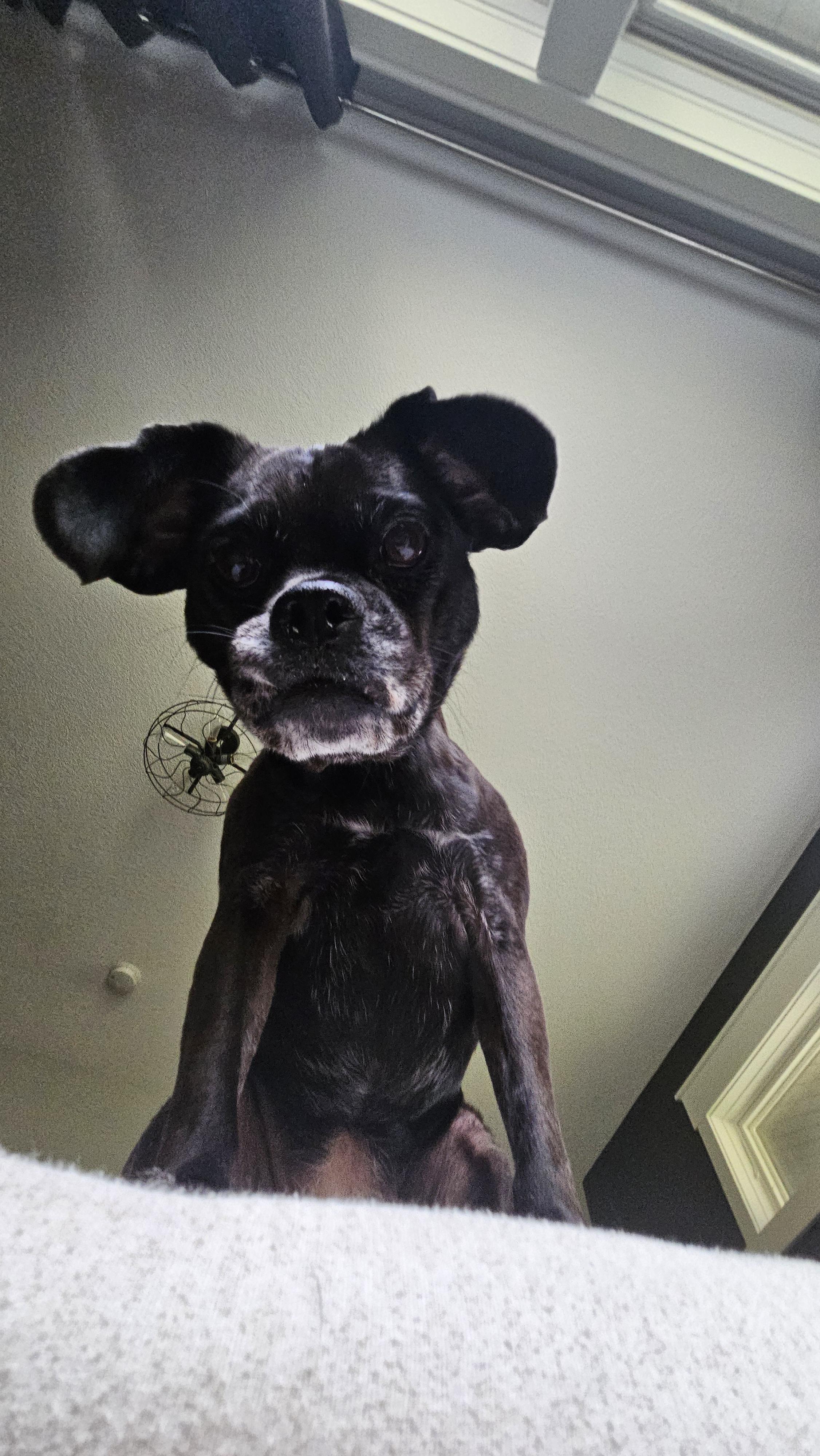 POV: You're a pile of rabbit poop in the yard about to meet your demise ...