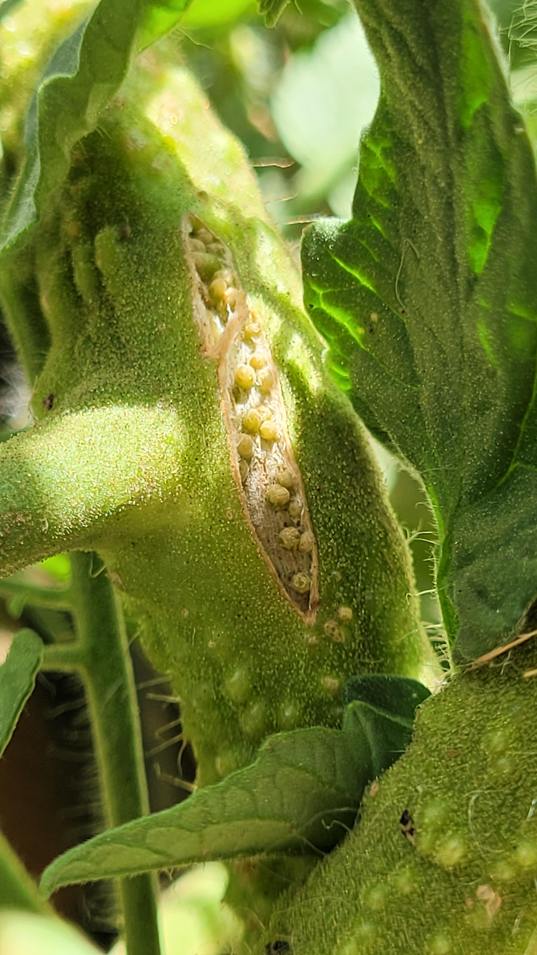 Close-up of a tomato plant with damaged stems and a ripe red tomato held by a fair skin hand in a garden