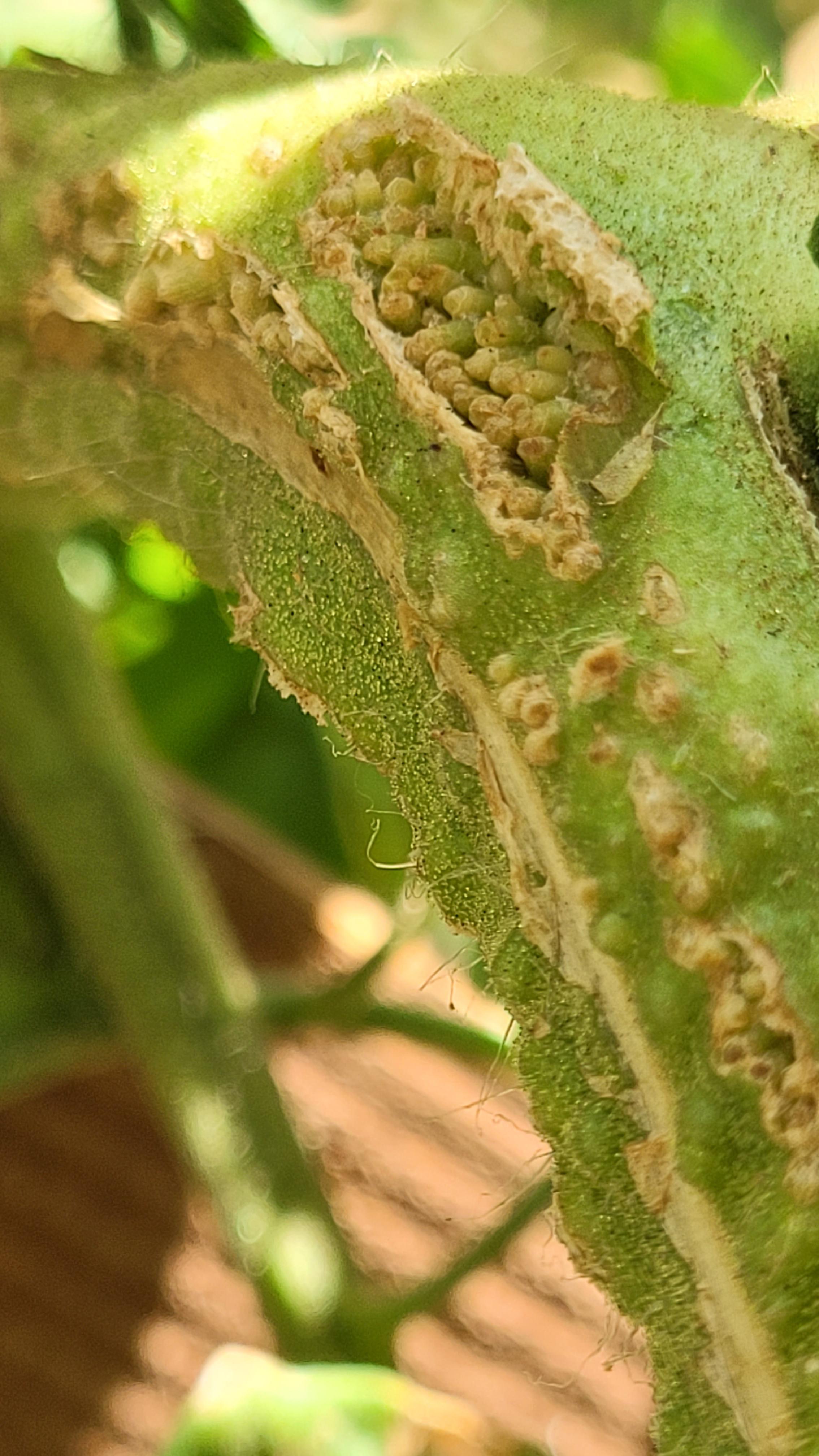Close-up of a tomato plant with damaged stems and a ripe red tomato held by a fair skin hand in a garden