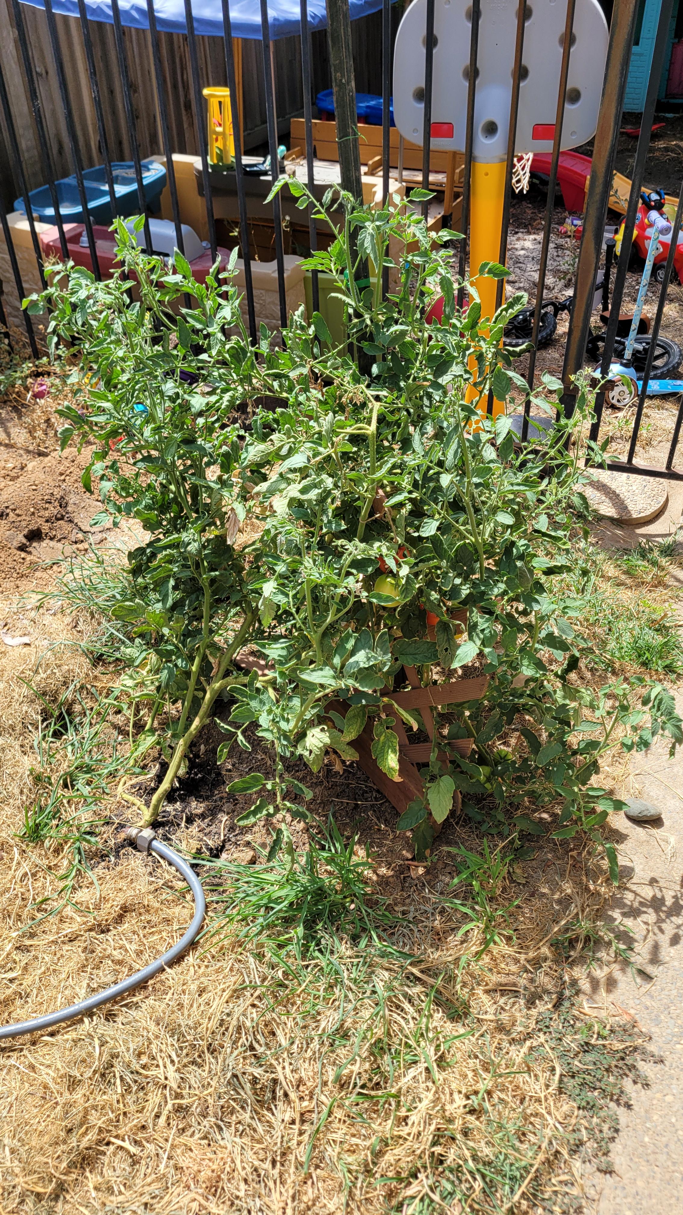 Close-up of a tomato plant with damaged stems and a ripe red tomato held by a fair skin hand in a garden