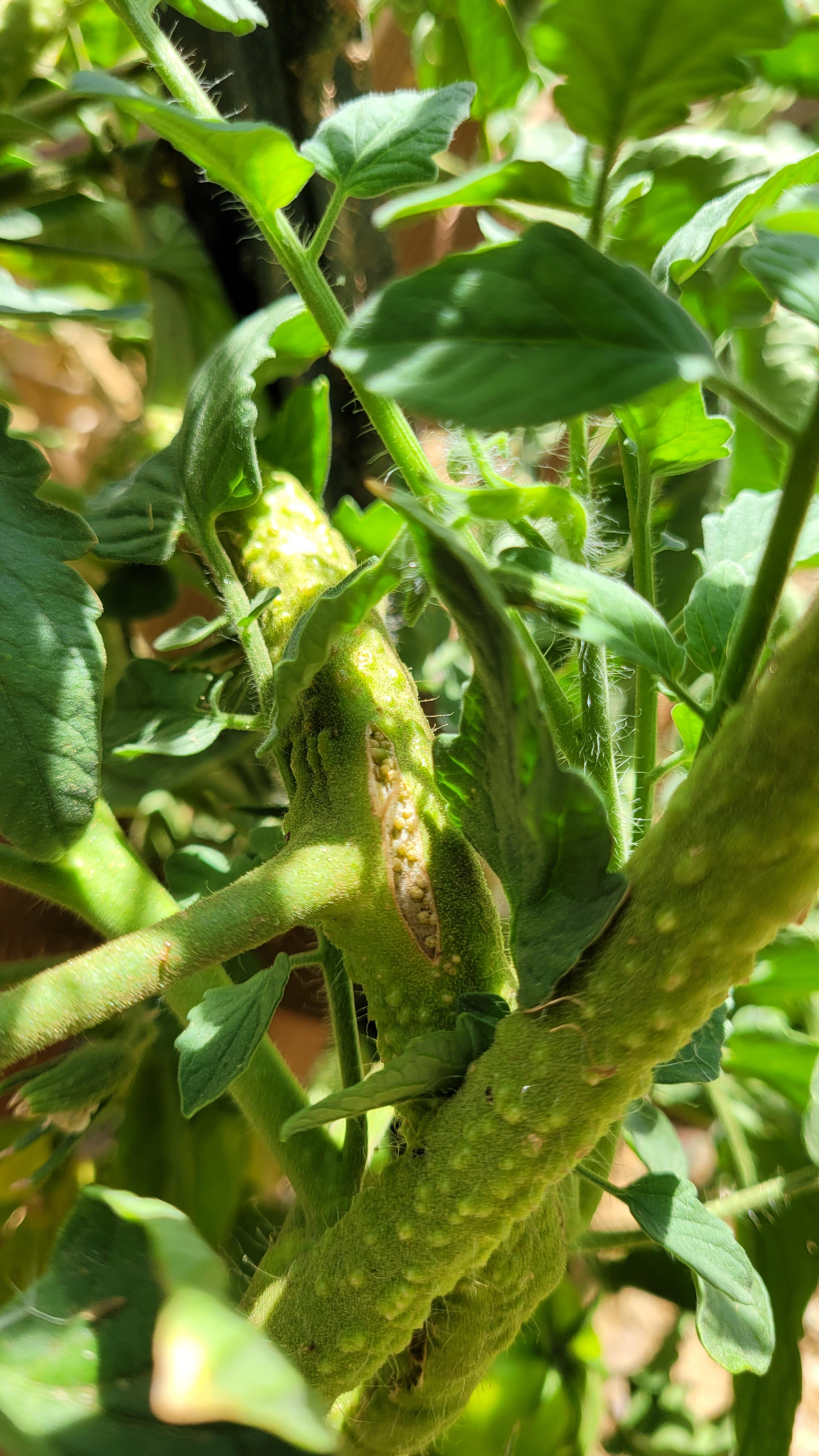 Close-up of a tomato plant with damaged stems and a ripe red tomato held by a fair skin hand in a garden