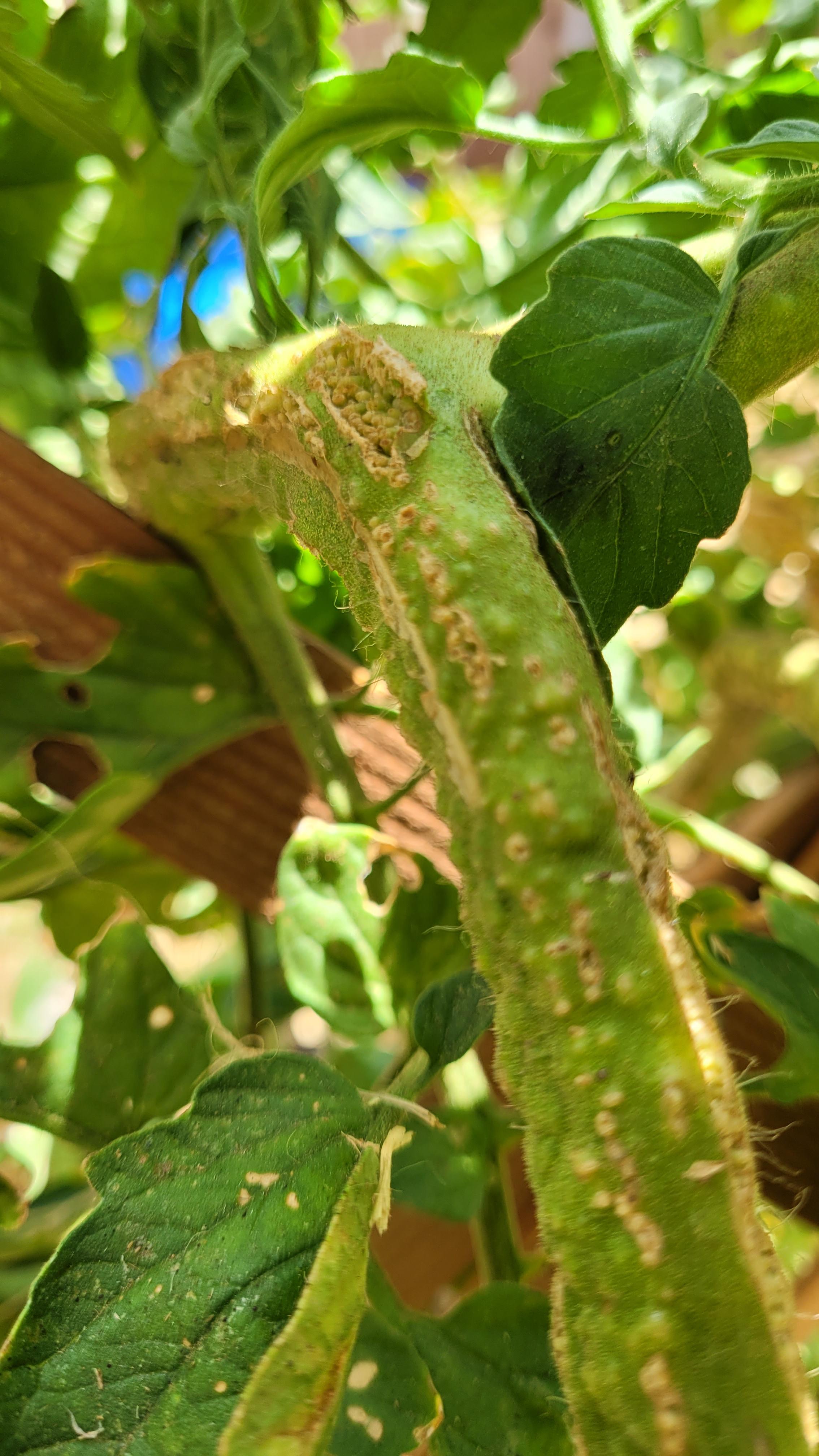 Close-up of a tomato plant with damaged stems and a ripe red tomato held by a fair skin hand in a garden
