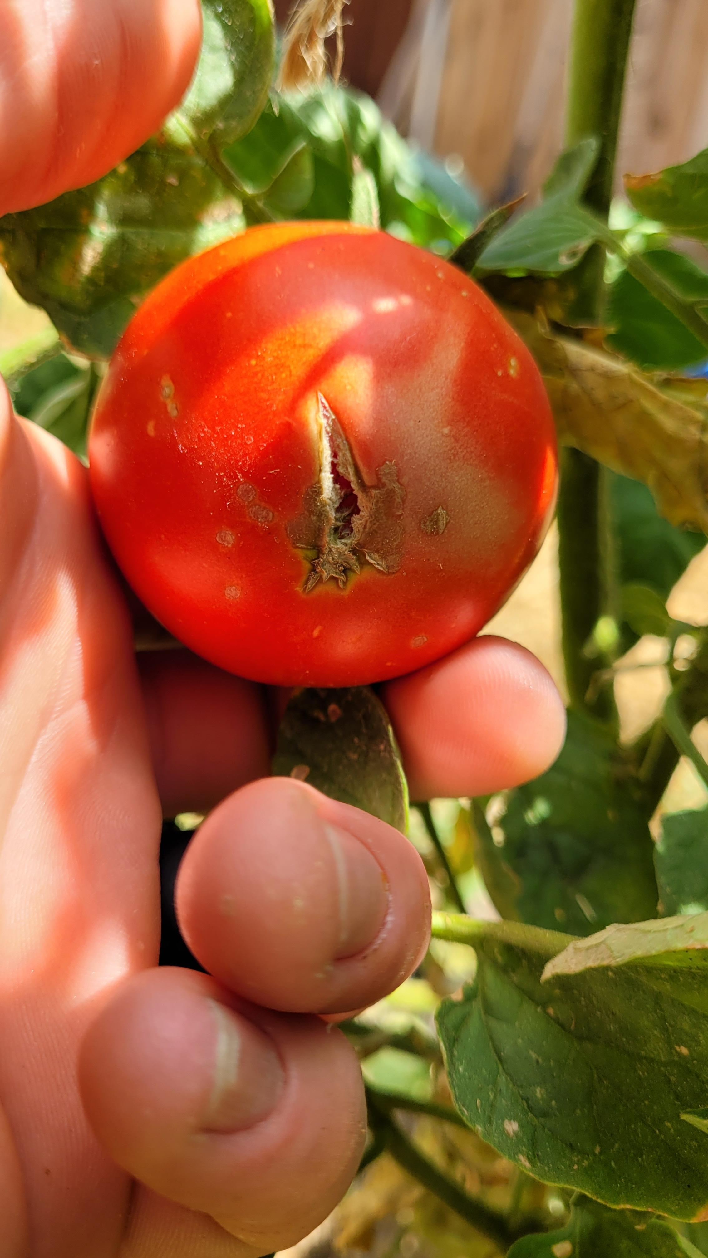 Close-up of a tomato plant with damaged stems and a ripe red tomato held by a fair skin hand in a garden