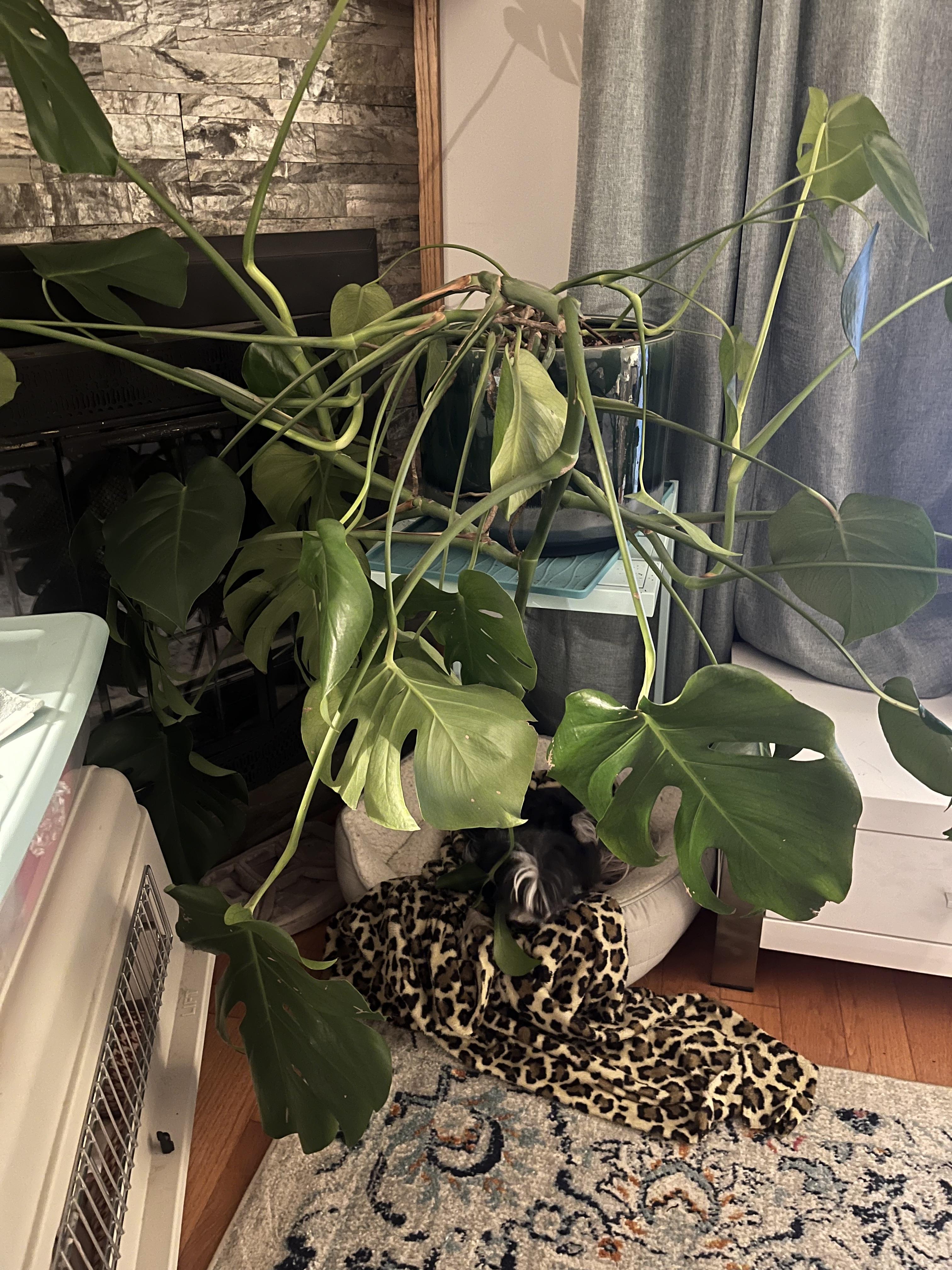 A black cat sleeping on a leopard-print blanket next to a large Monstera plant in a living room.