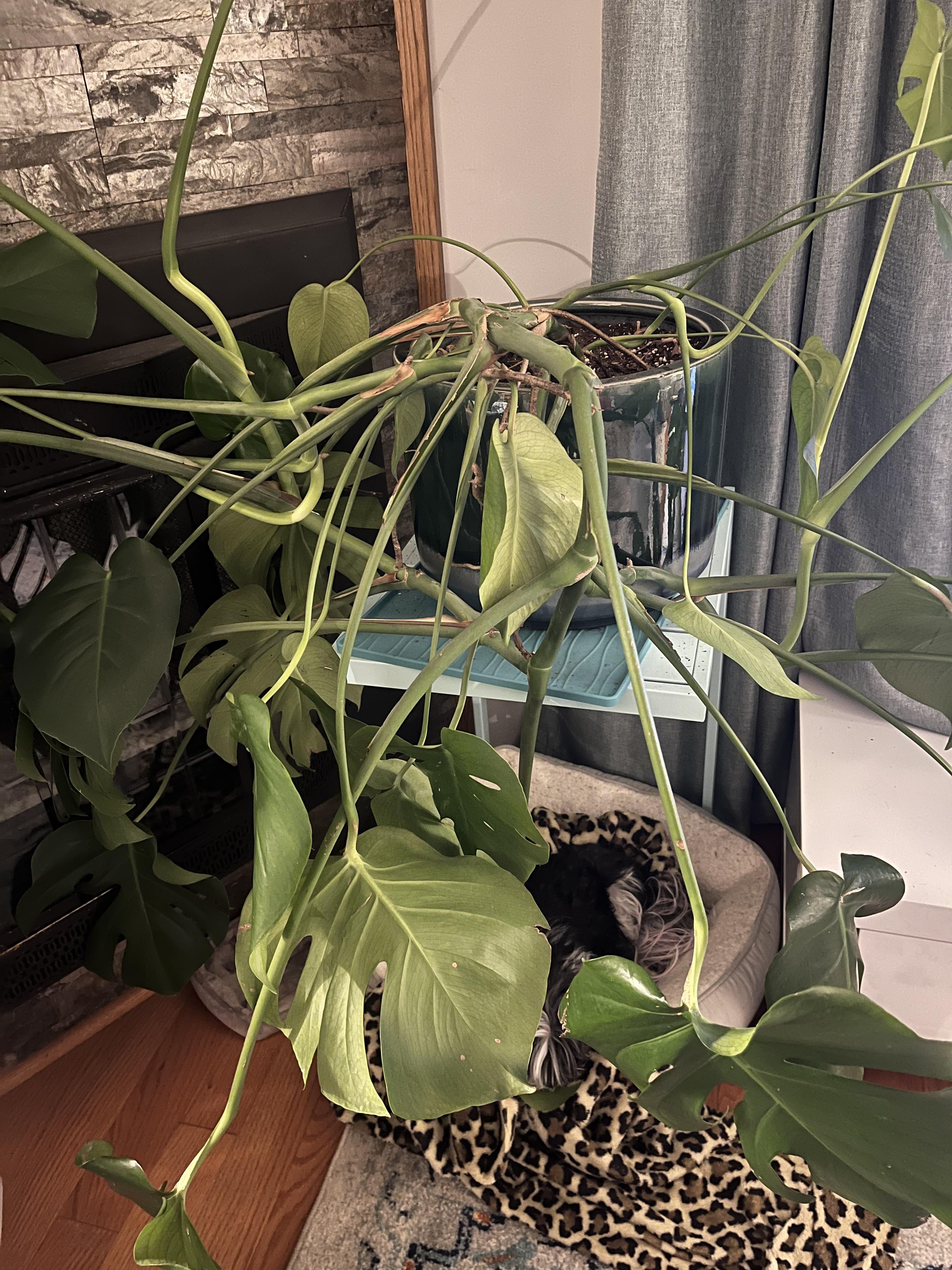 A black cat sleeping on a leopard-print blanket next to a large Monstera plant in a living room.