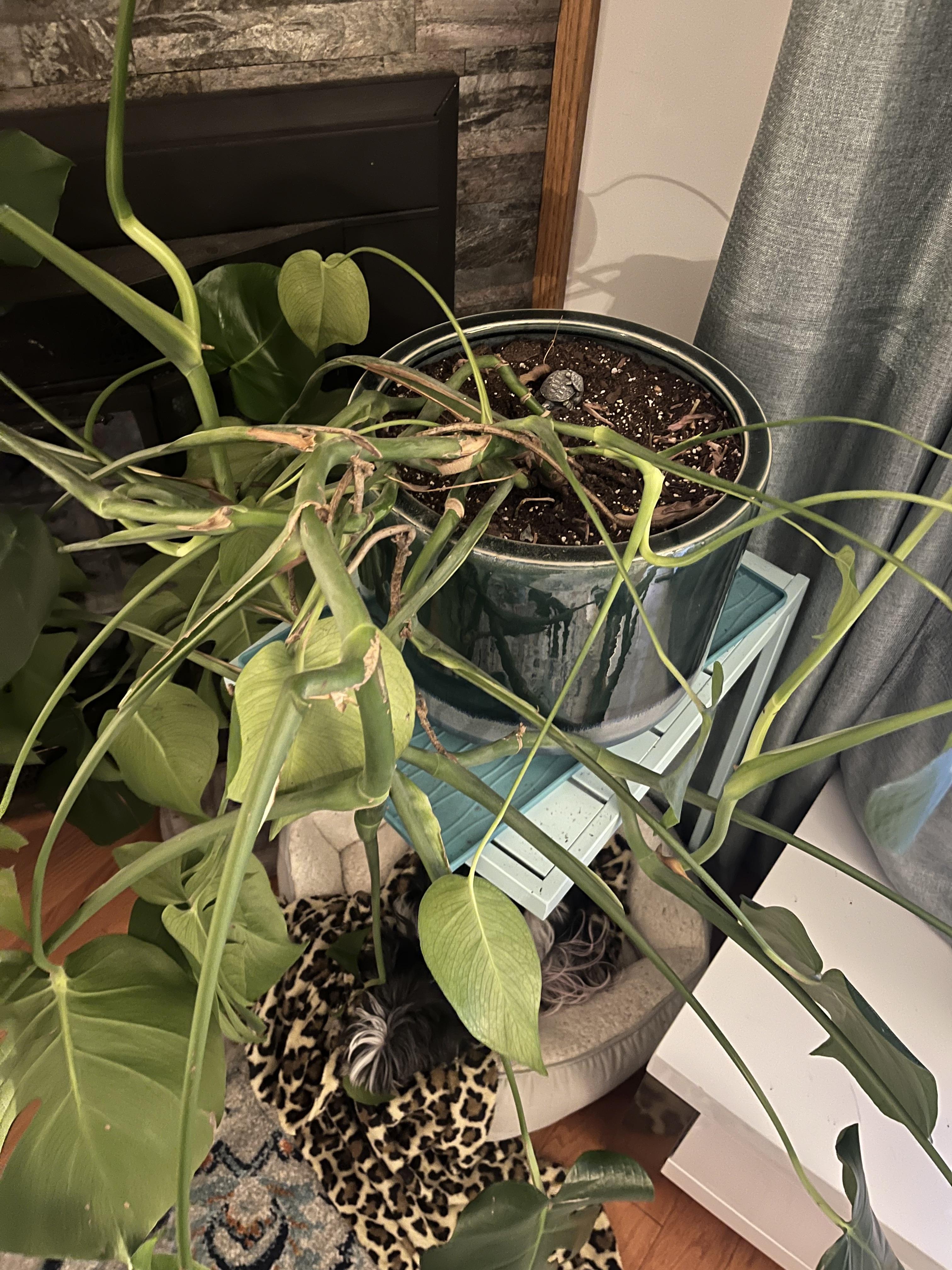 Help! How to tame my Monstera
