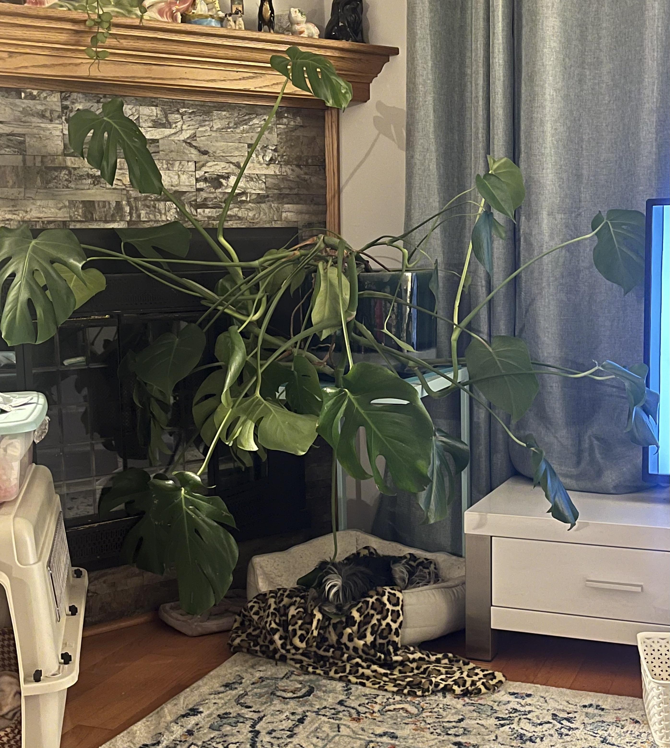 A black cat sleeping on a leopard-print blanket next to a large Monstera plant in a living room.