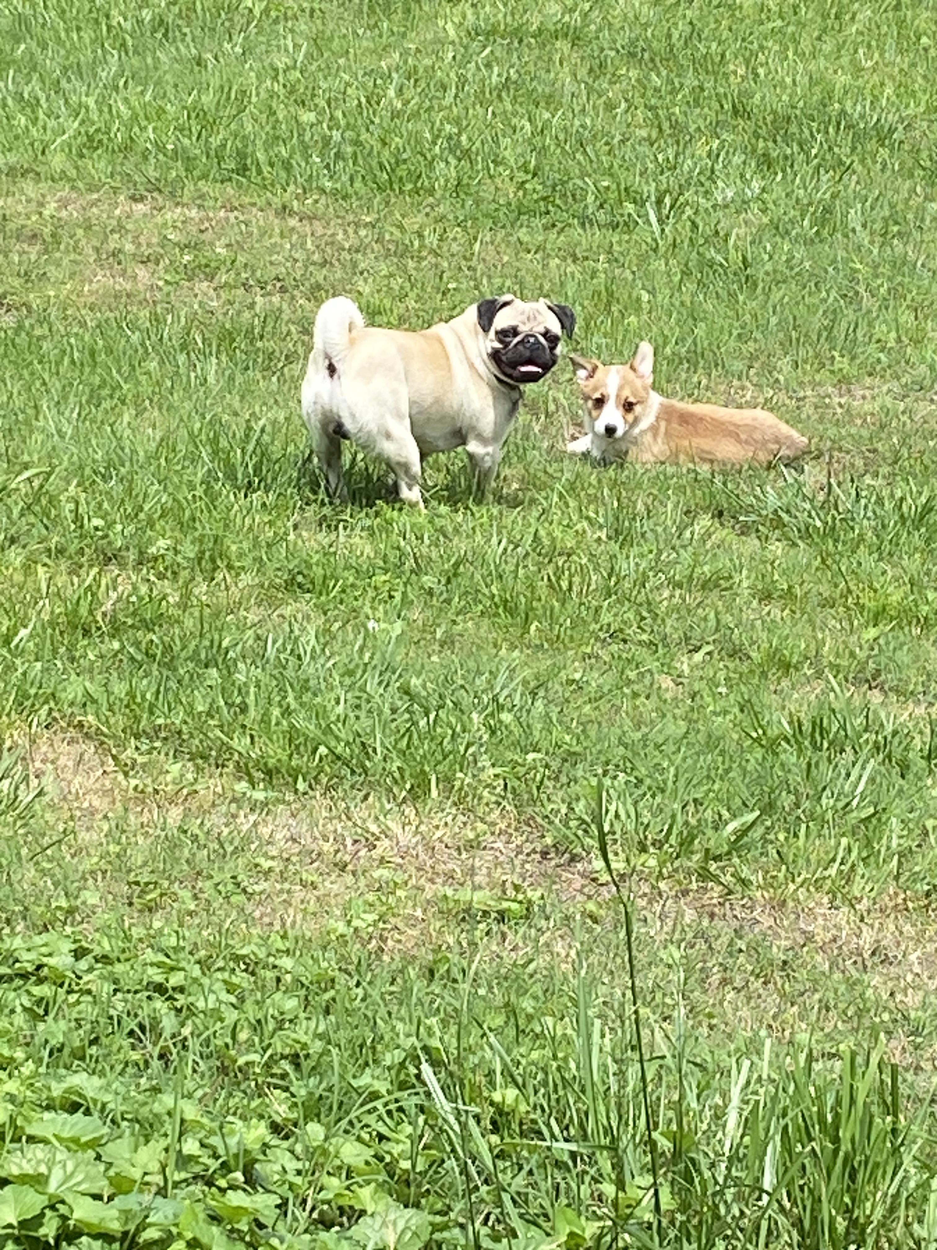 BabyCorgis
