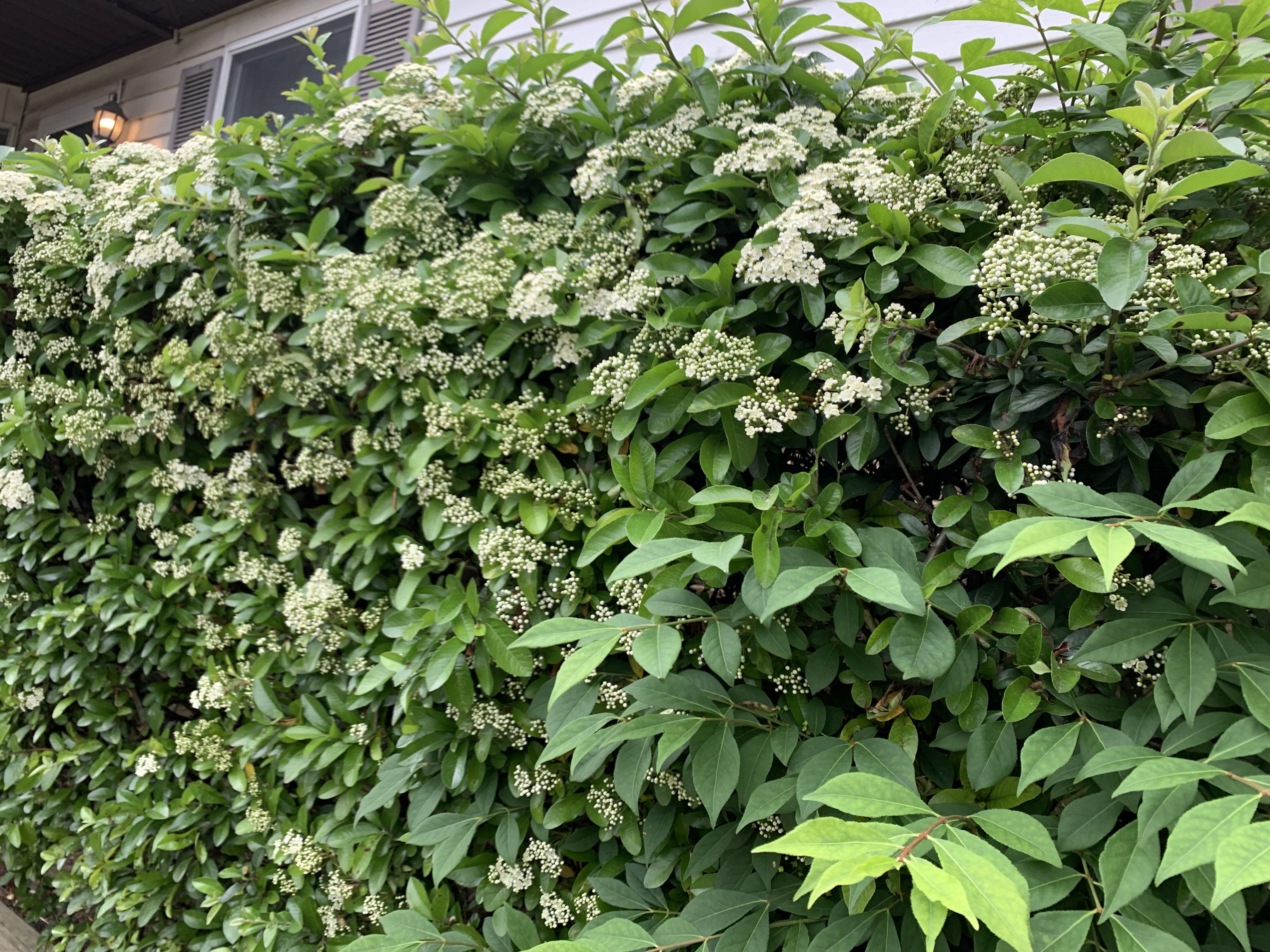 A dense green hedge with small white flowers growing in front of a house wall in Maryland