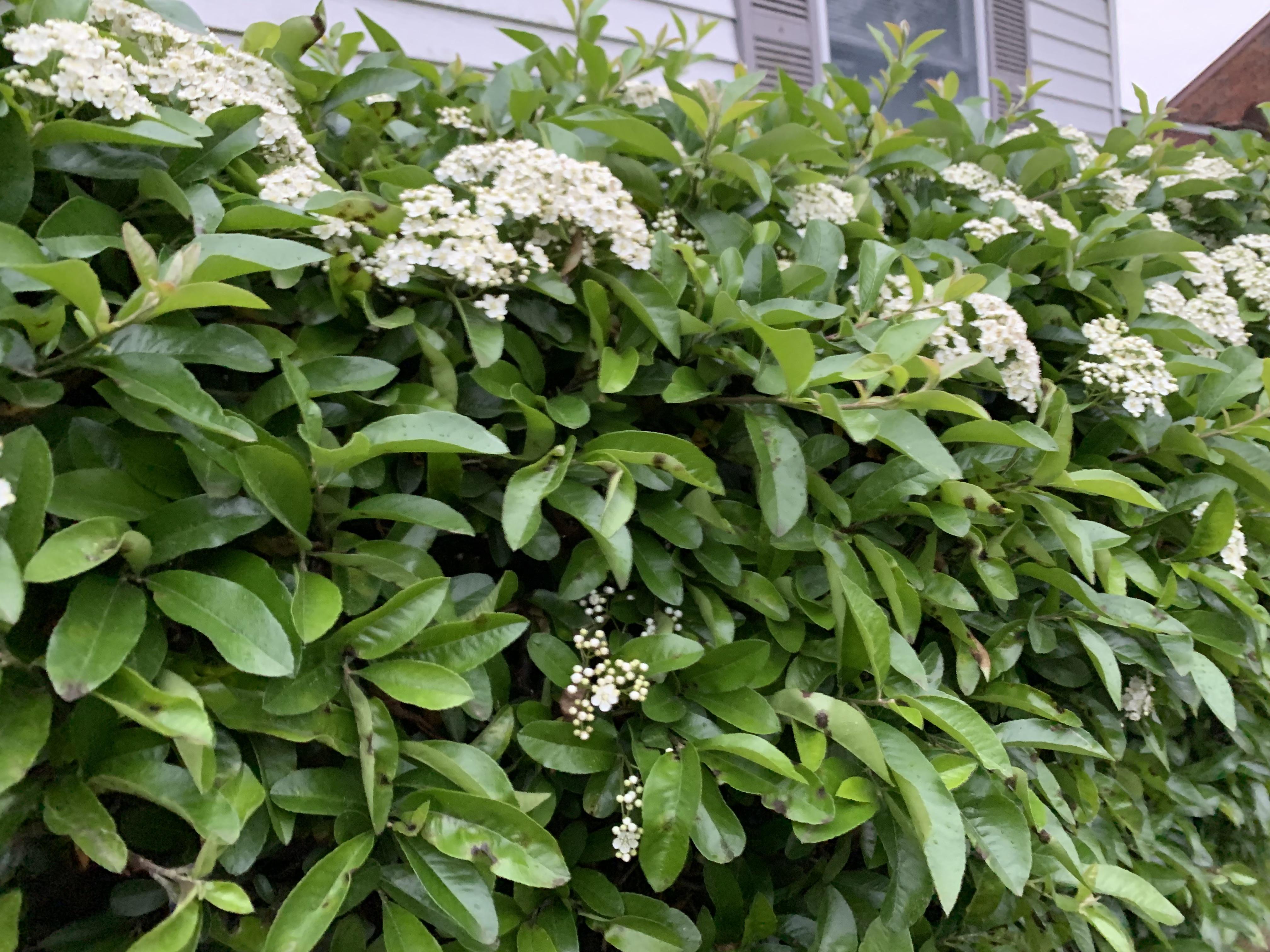 Bush/shrub in maryland