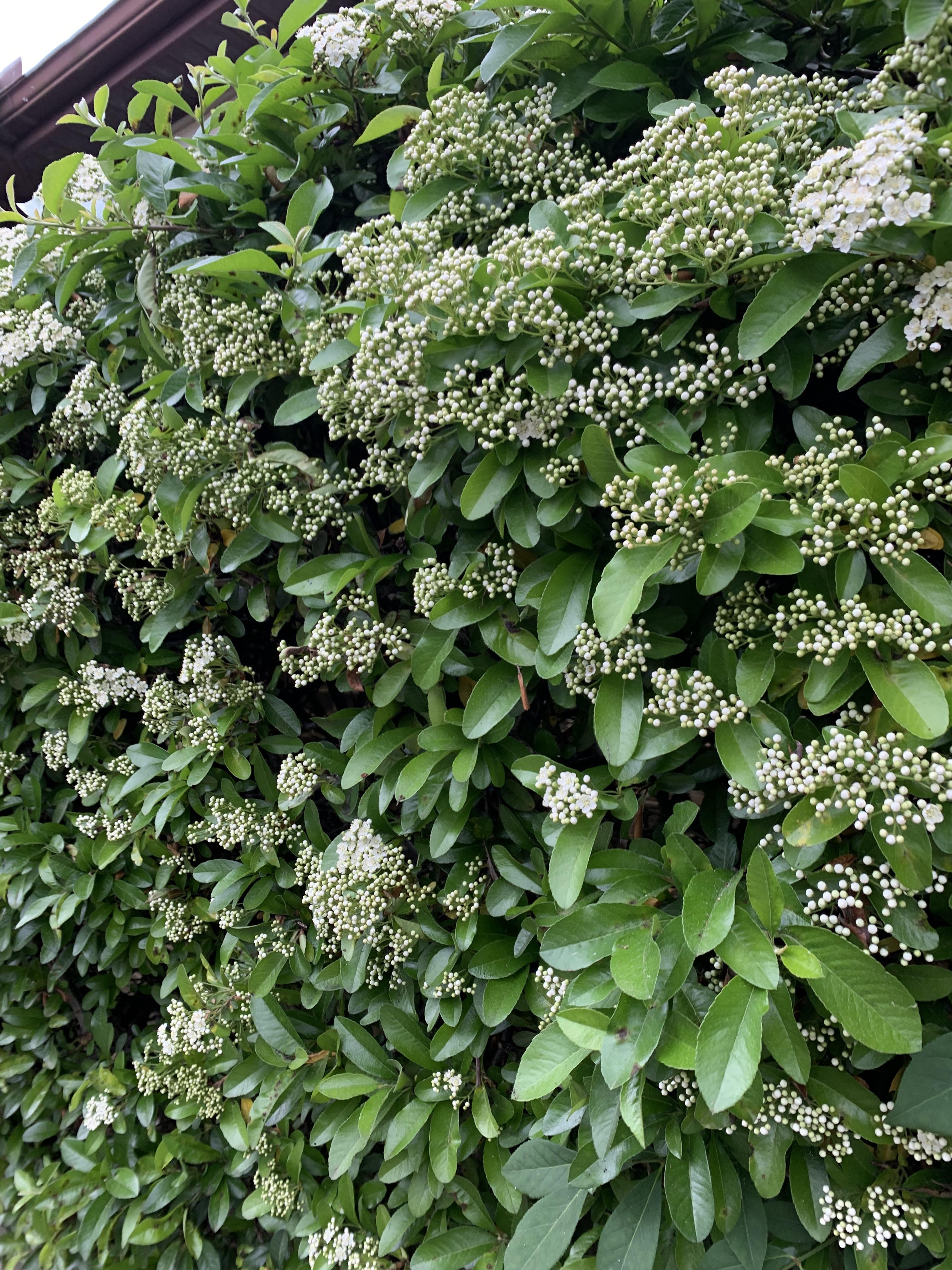 A dense green hedge with small white flowers growing in front of a house wall in Maryland