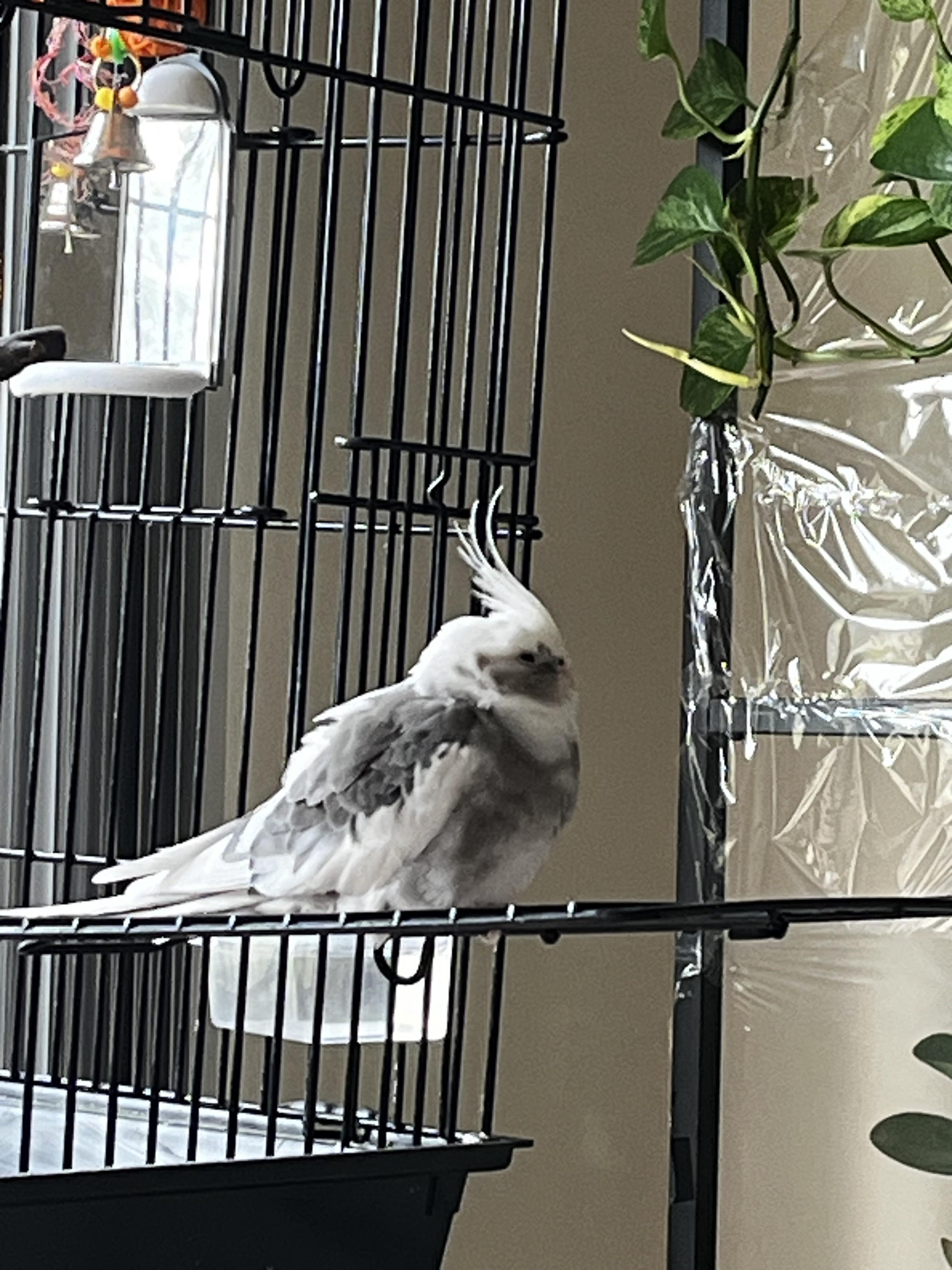 A white cockatiel and a yellow budgie perched inside their own separate bird cages.