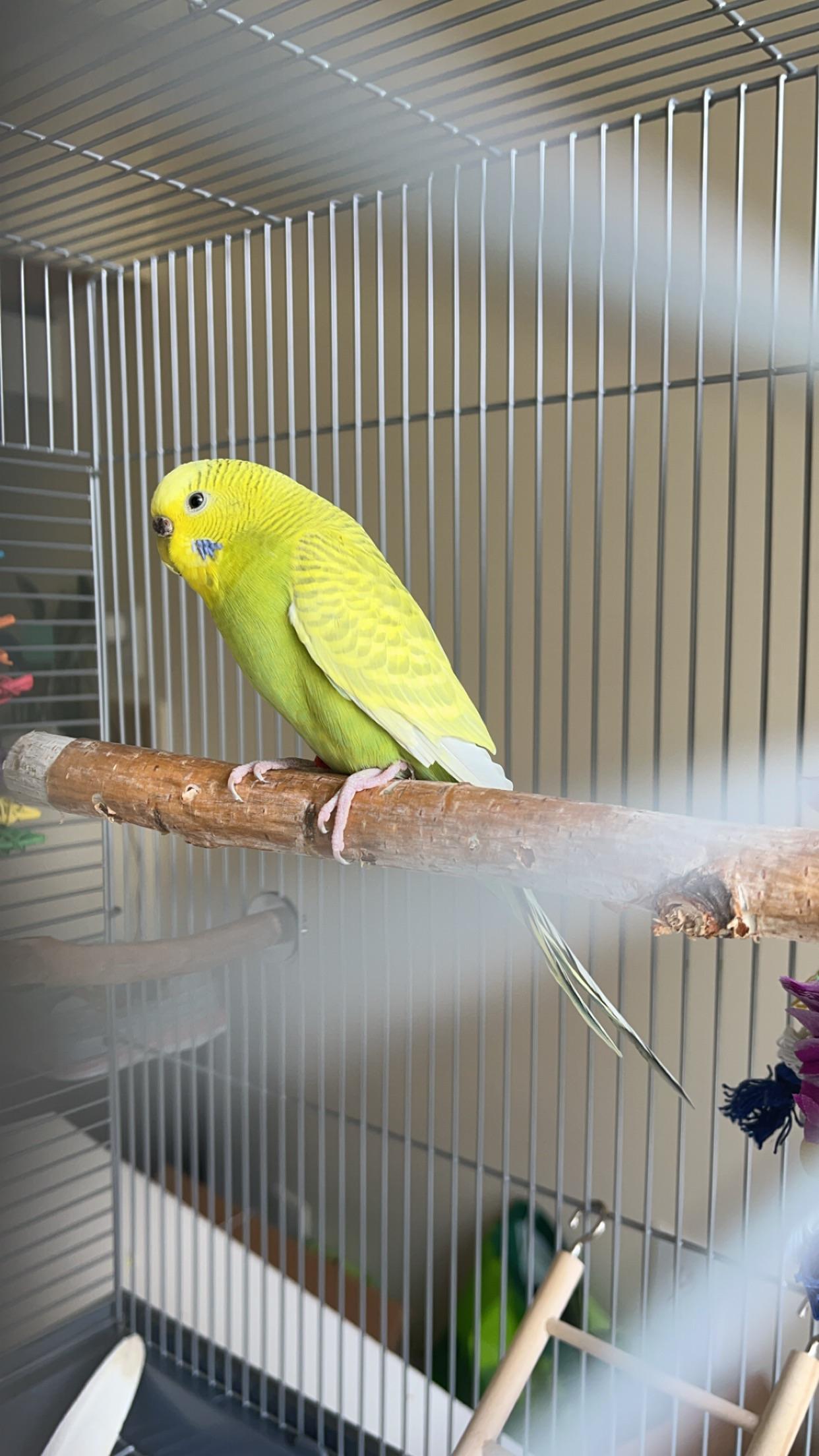 Will my cockatiel and new budgie ever live in the same cage? no