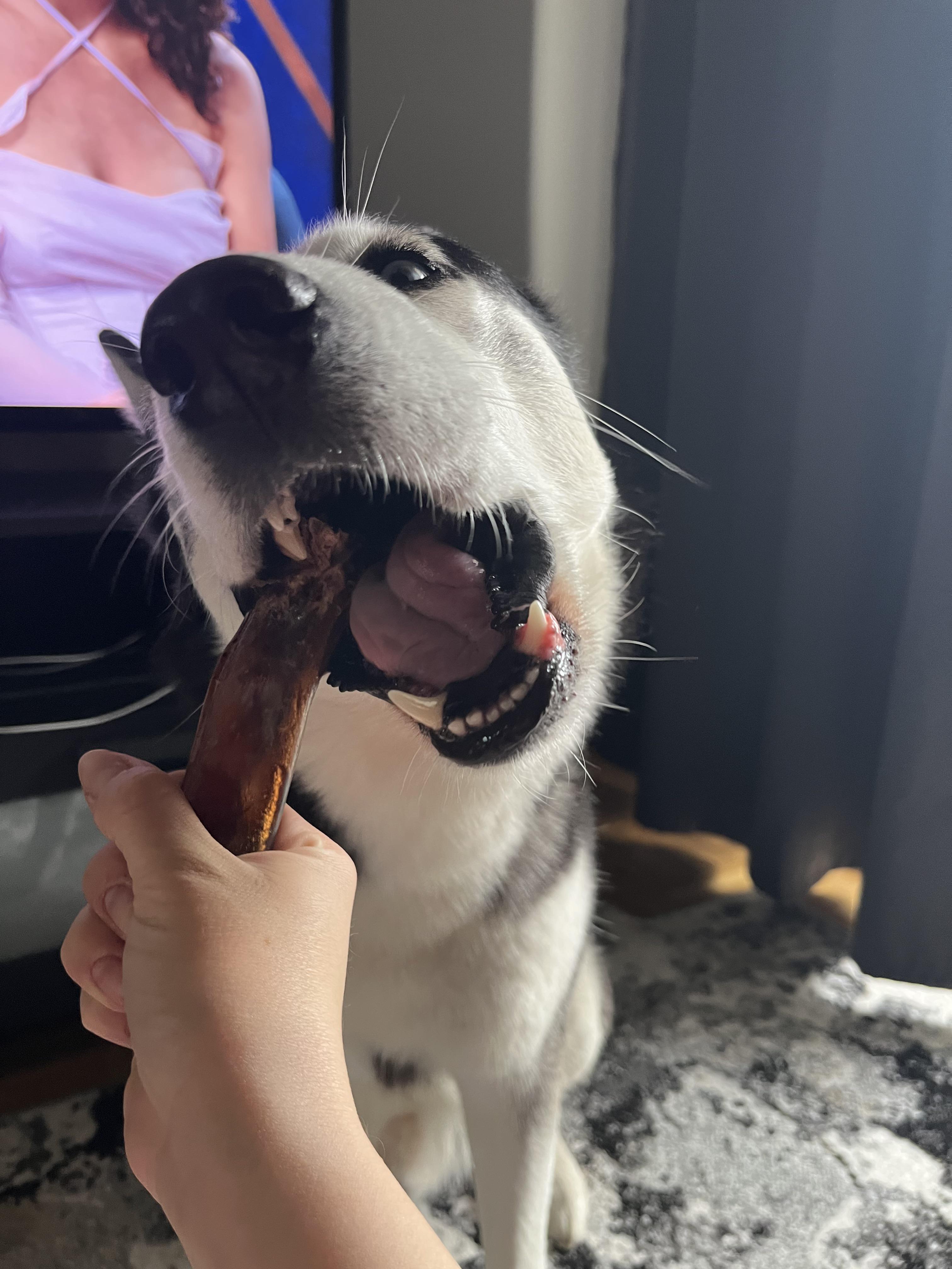 He makes me hold his treats while he is chewing…