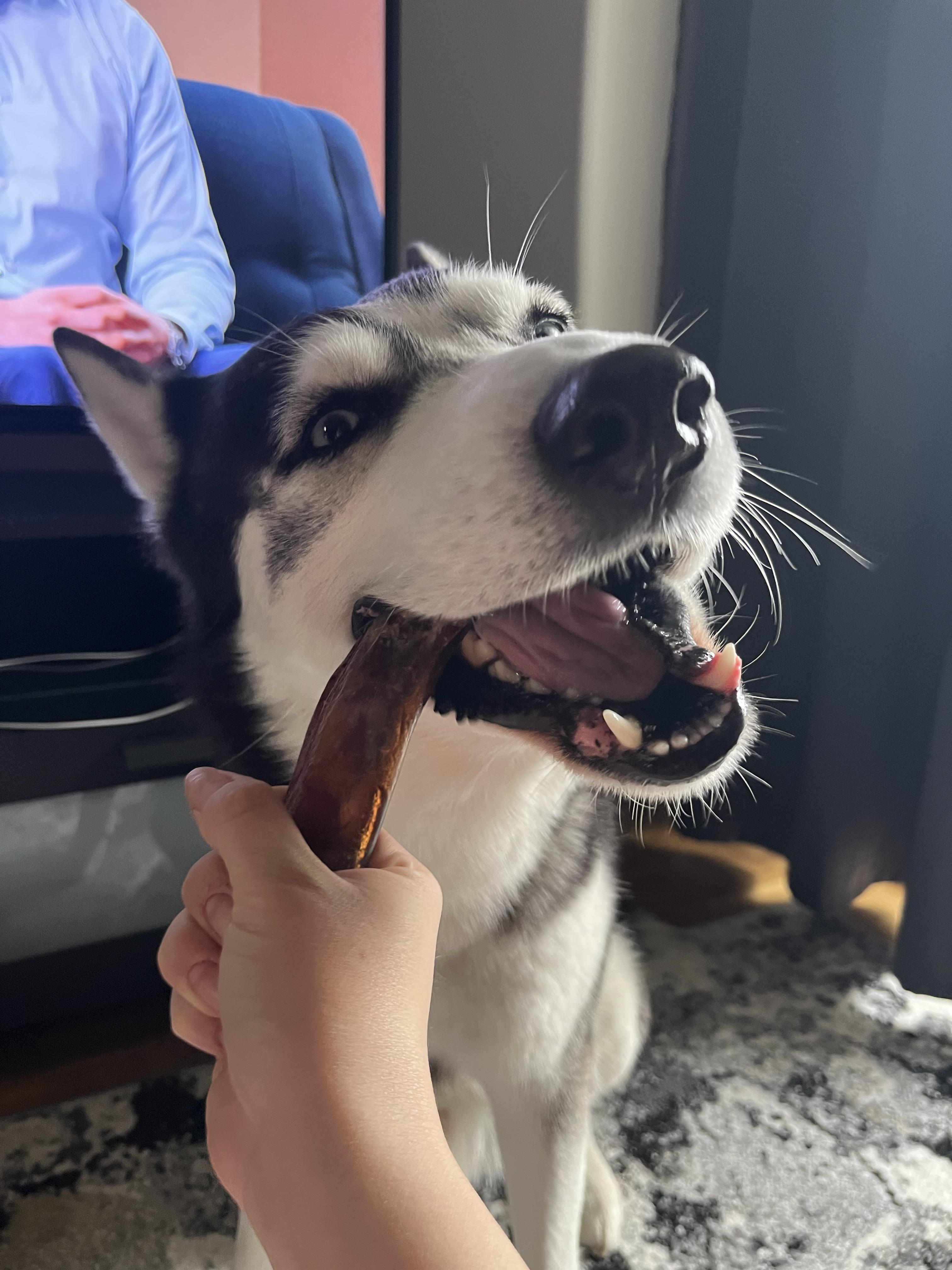 A fluffy husky dog smiling while a person's hand feeds it a dog treat indoors.