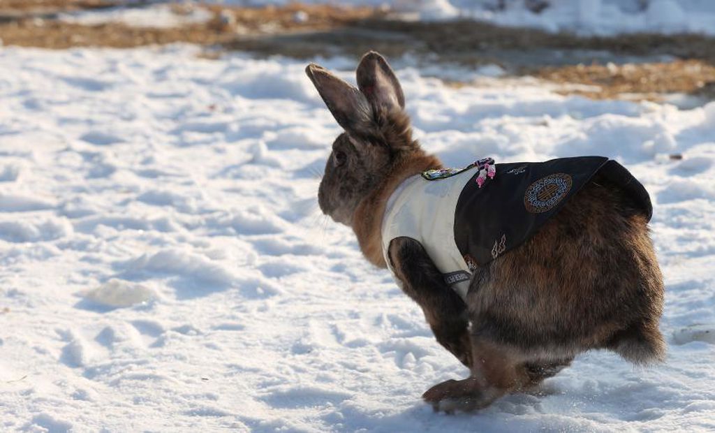 Kirean Rabbit Discover more like Rabbits: Rabbits wearing Hanbok (= Korean ...