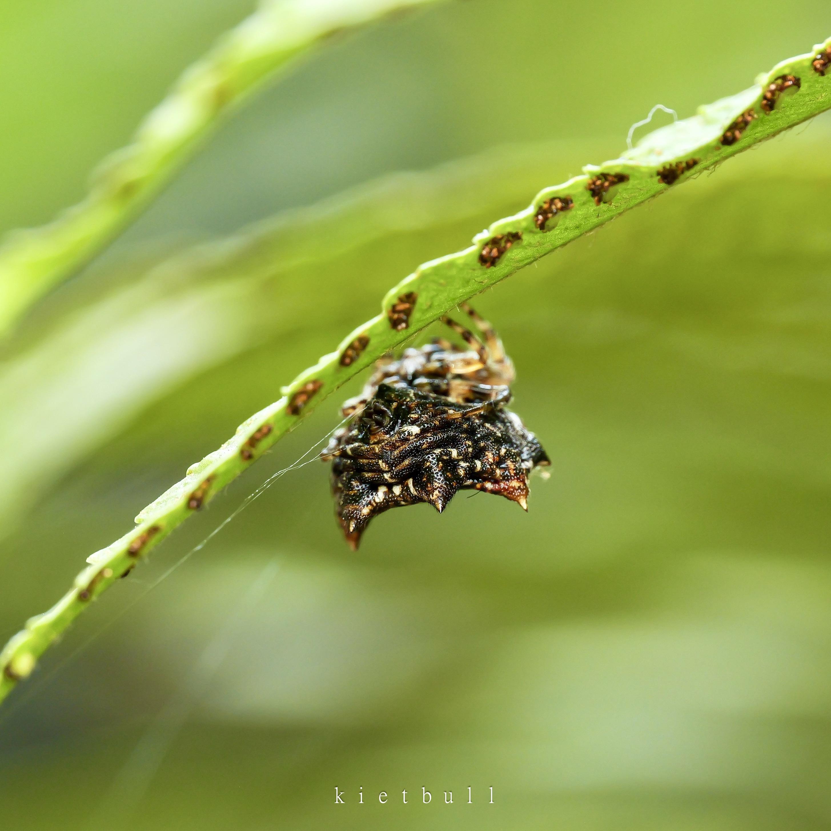 jumpingspiders