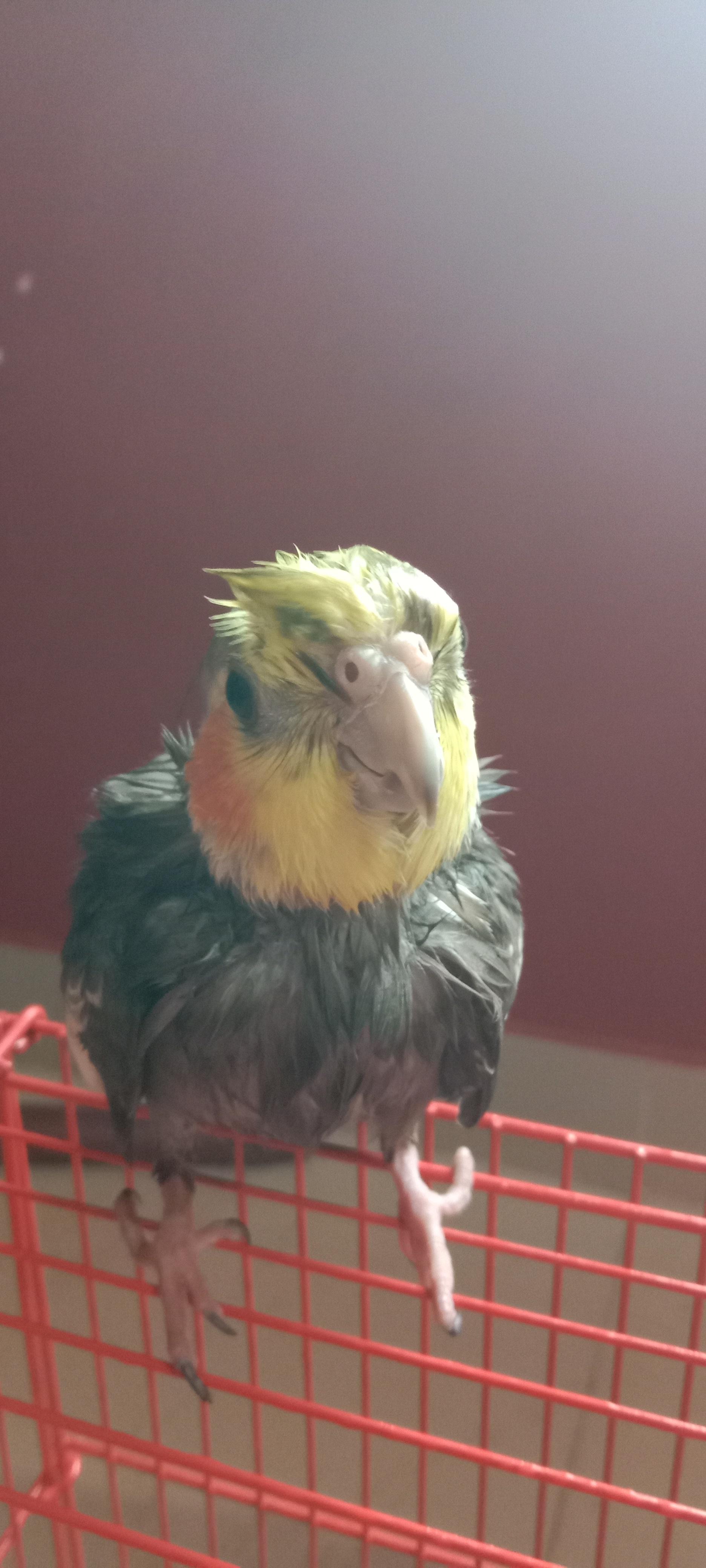 Soggy couple had their first bath (had to force mist them for their own good)
