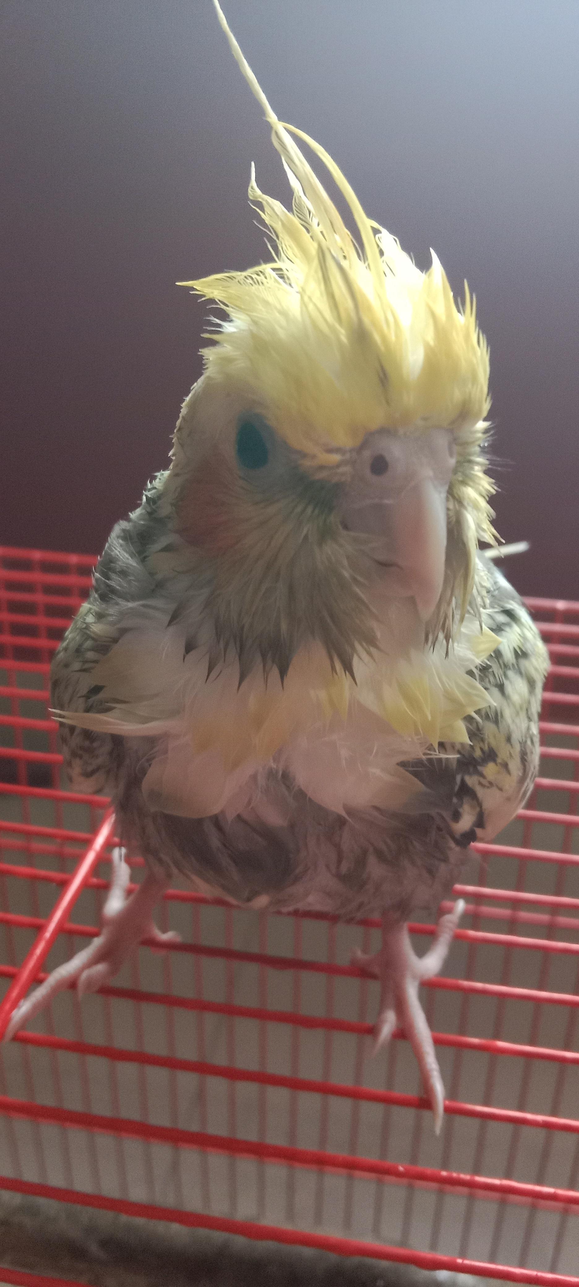 Two cute yellow and grey cockatiels perched on a red wire cage after being misted.
