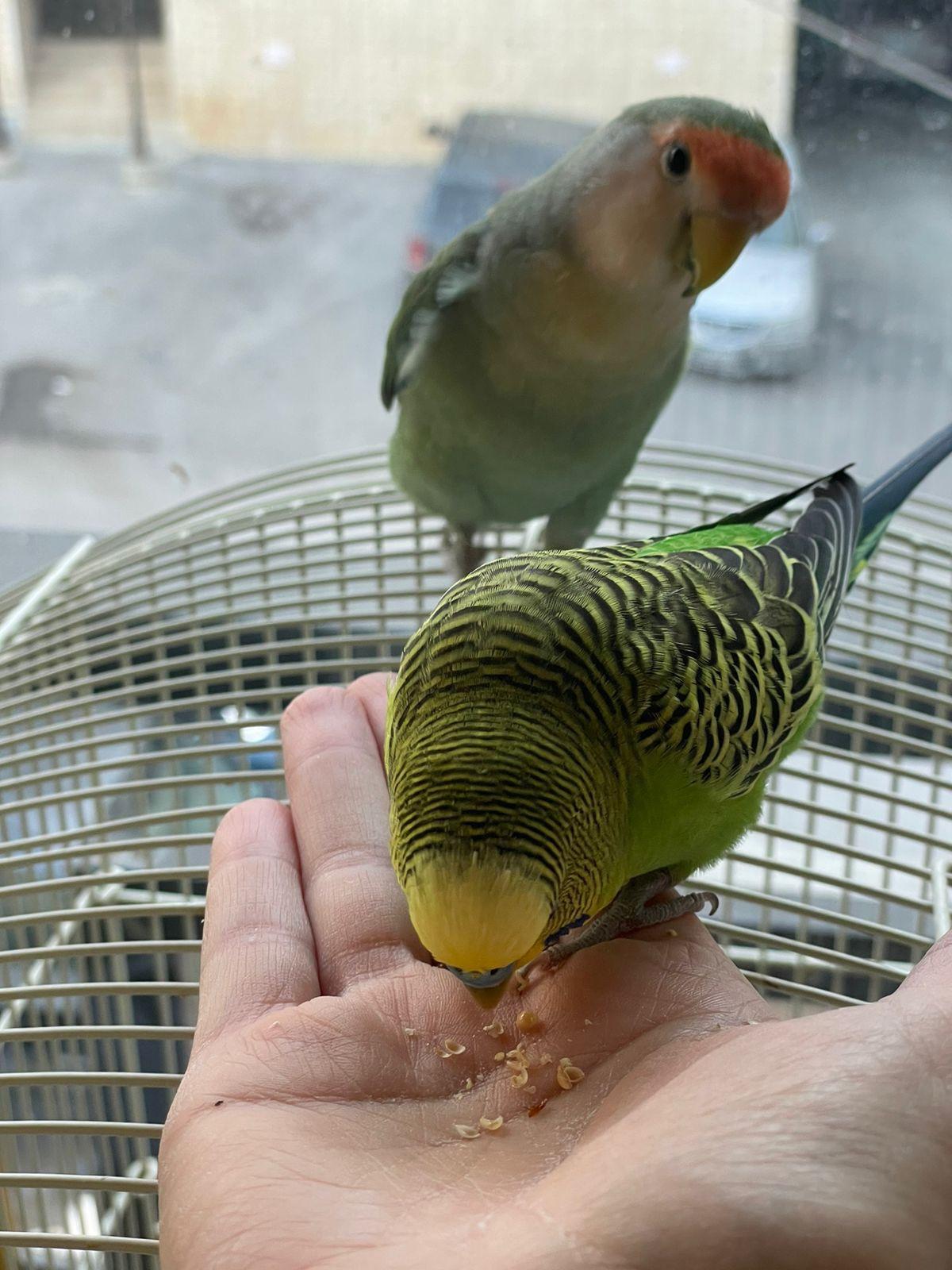 Colorful budgies perched on a bird cage and a light-skinned person's hand