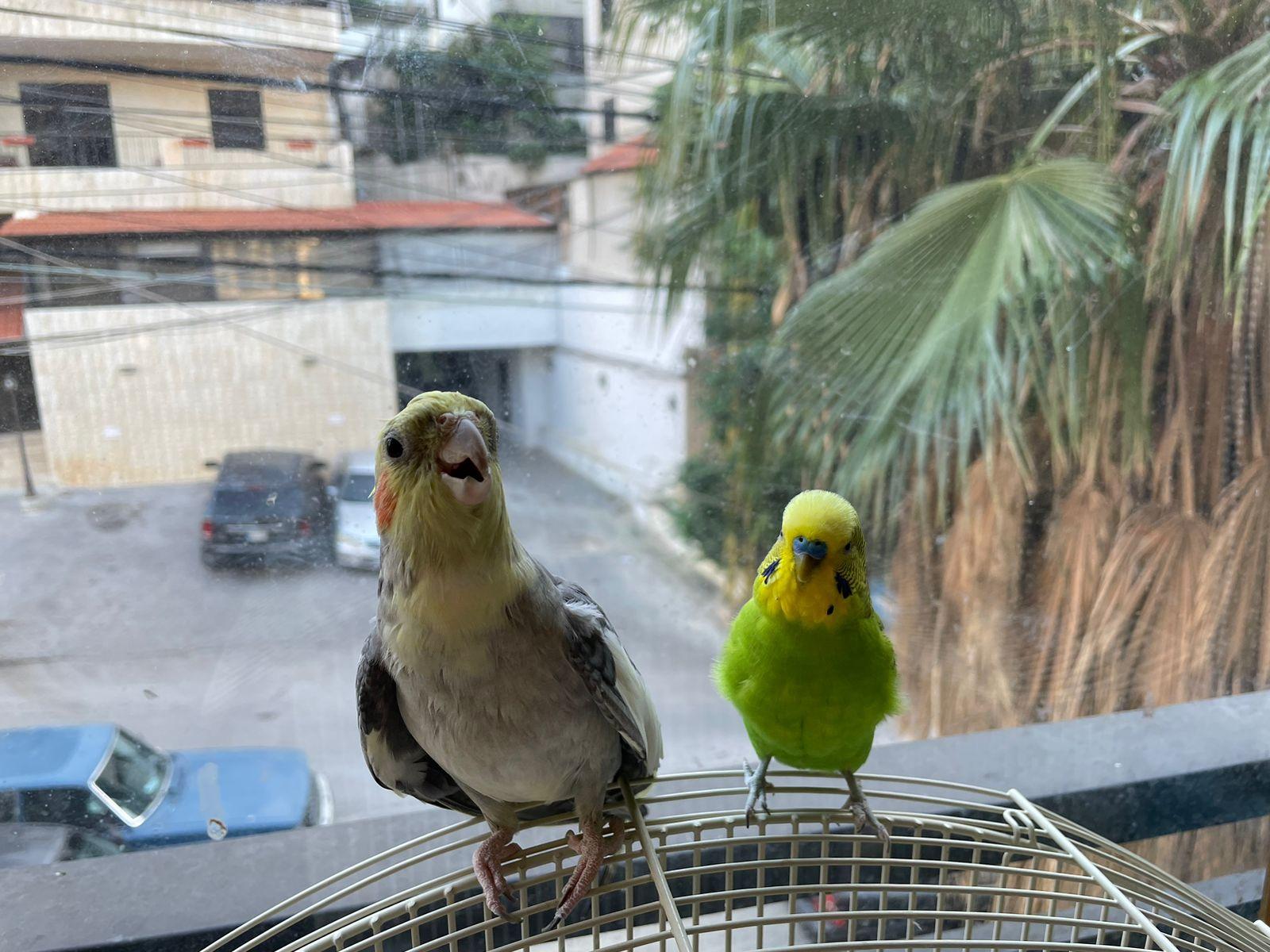 Colorful budgies perched on a bird cage and a light-skinned person's hand