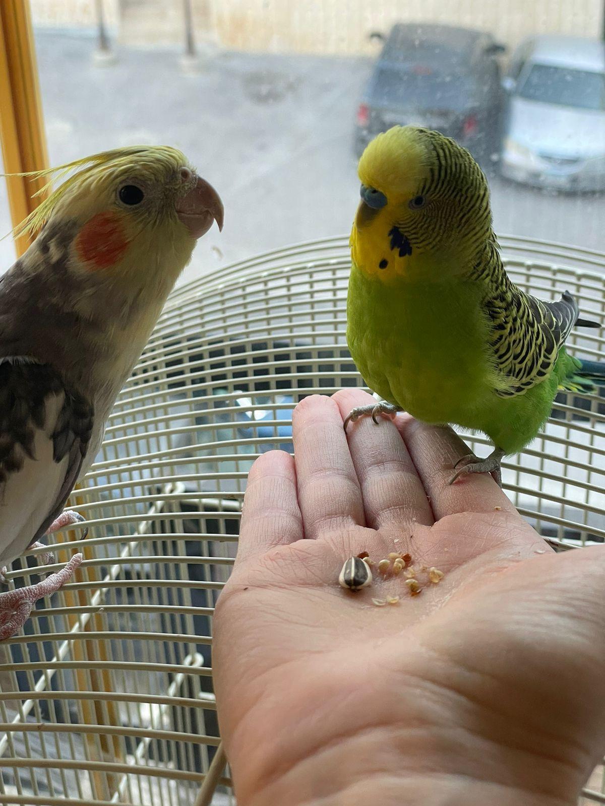 Goobers