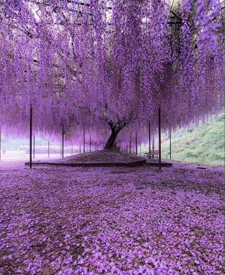 a-200-year-old-wisteria-tree-in-japan-scrolller