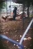 a black goat imitating human by walking with hind legs tricks the chicken into the shack.